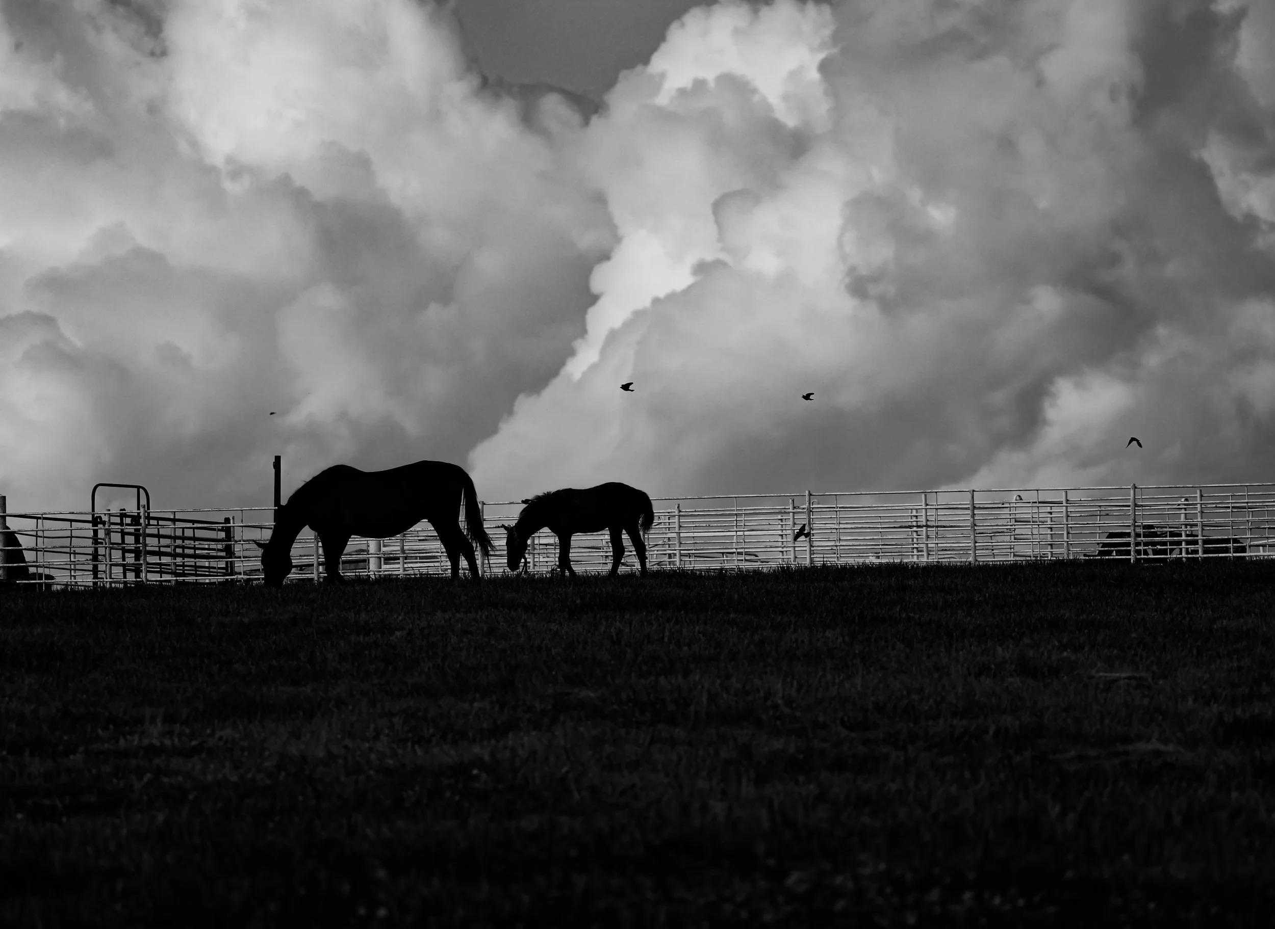 Beneath a sky full of motion, this mare and her foal share a quiet moment on the land.