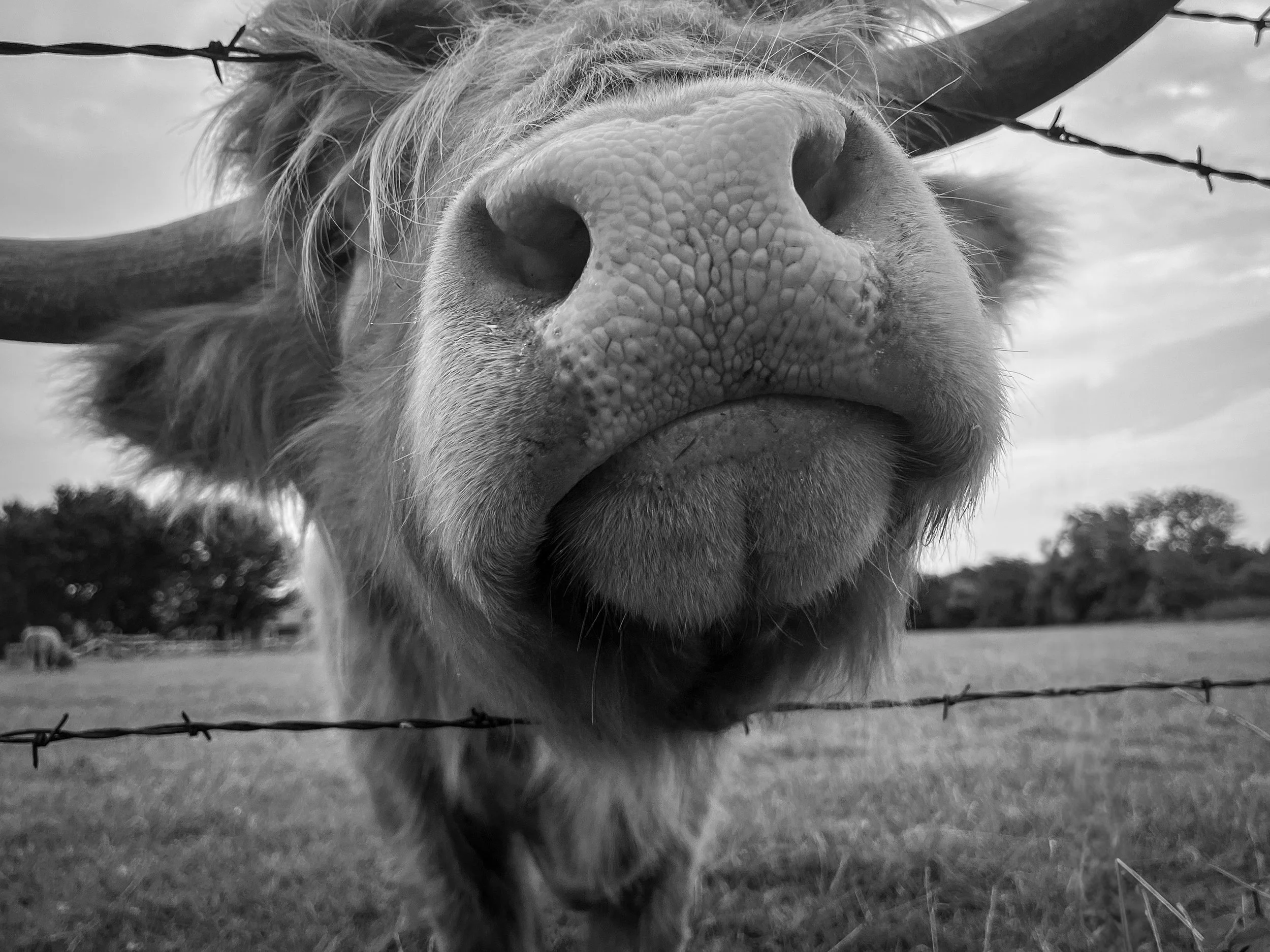 Large, gentle, and impossible not to love, this Highland bull came in close with all his shaggy charm.