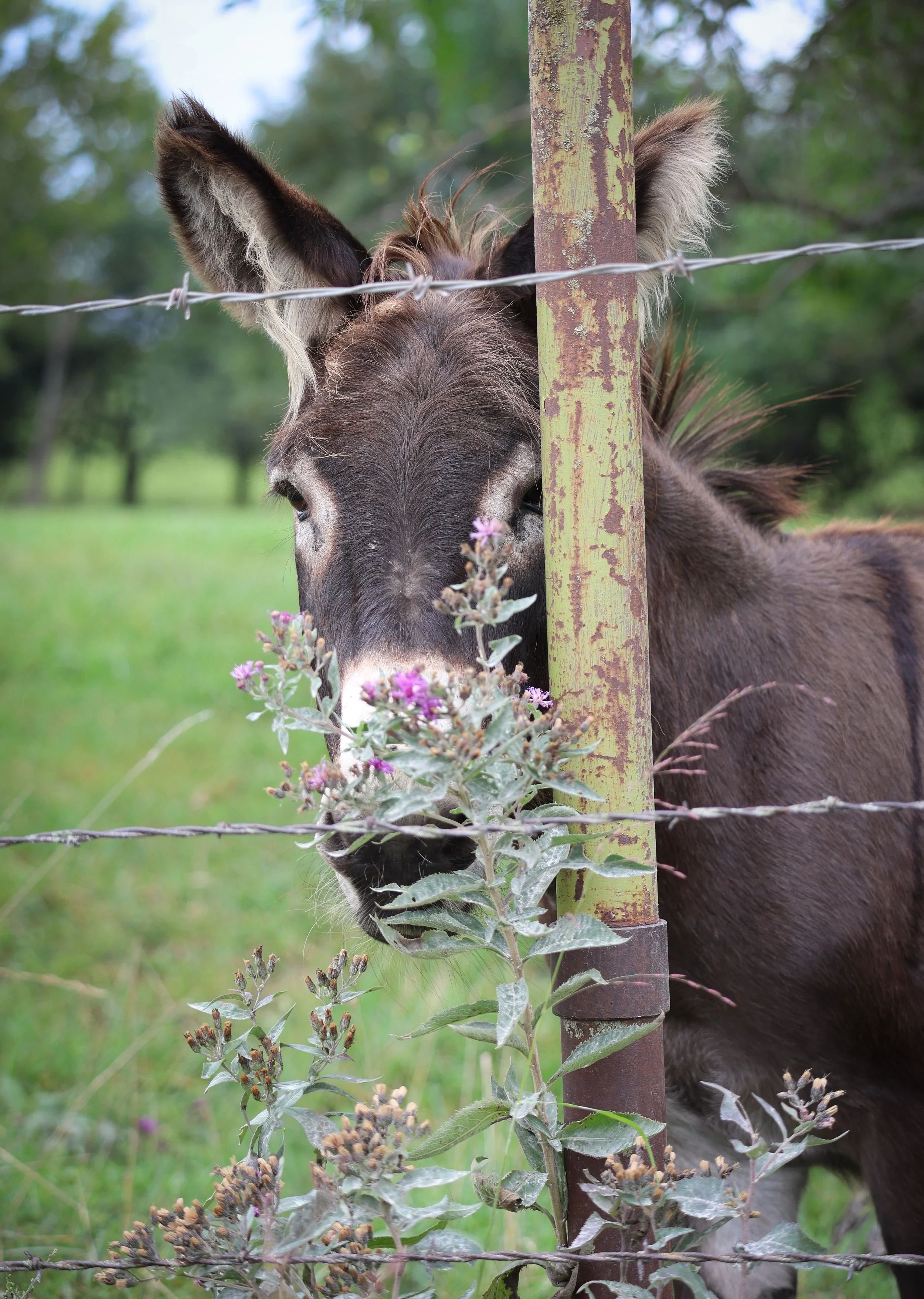 Framed by a barbed wire fence, this little donkey looked like he was striking a pose just for the camera.