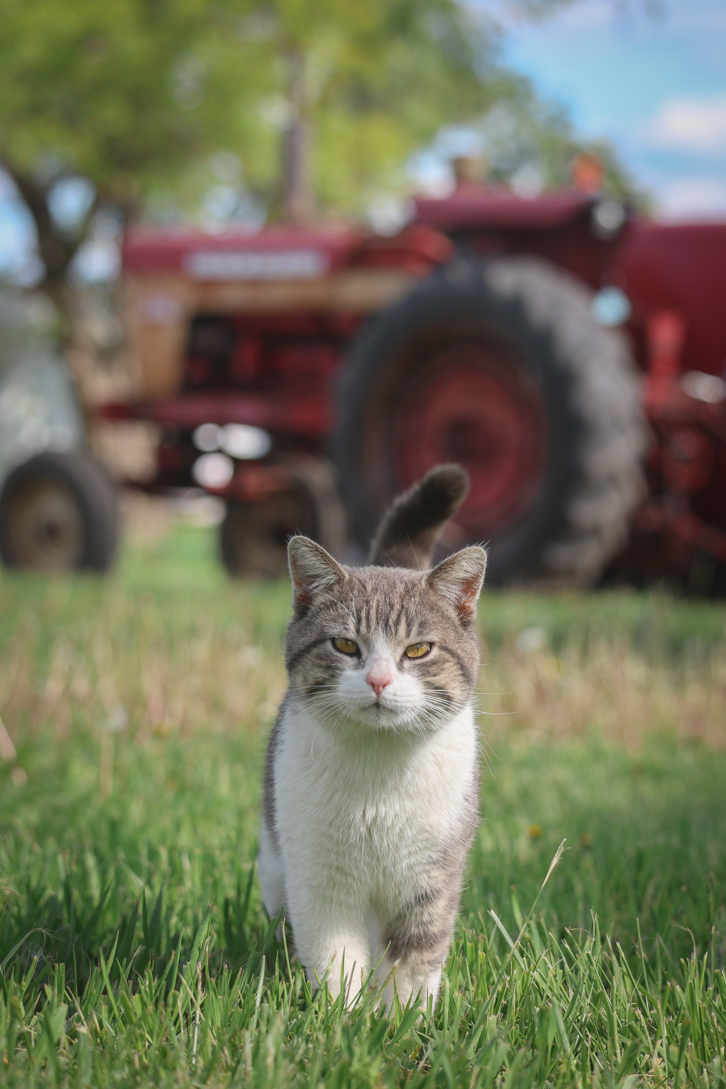 Farm Life