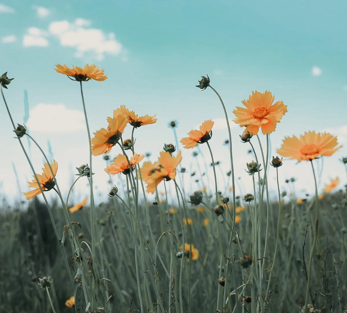 Rising above the prairie grass, these wildflowers hold the gentle beauty of an open summer day.
