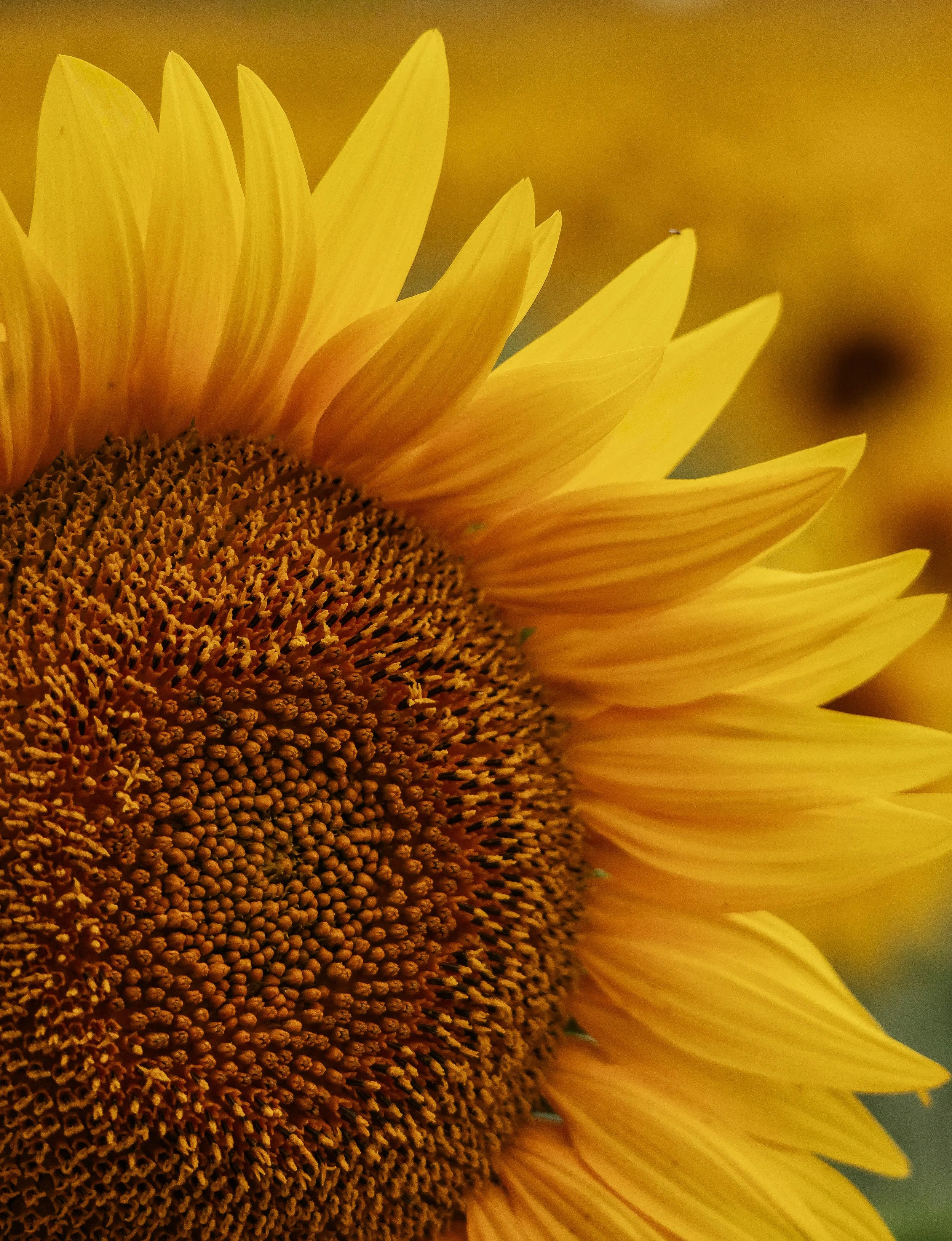 Prairie Blooms
