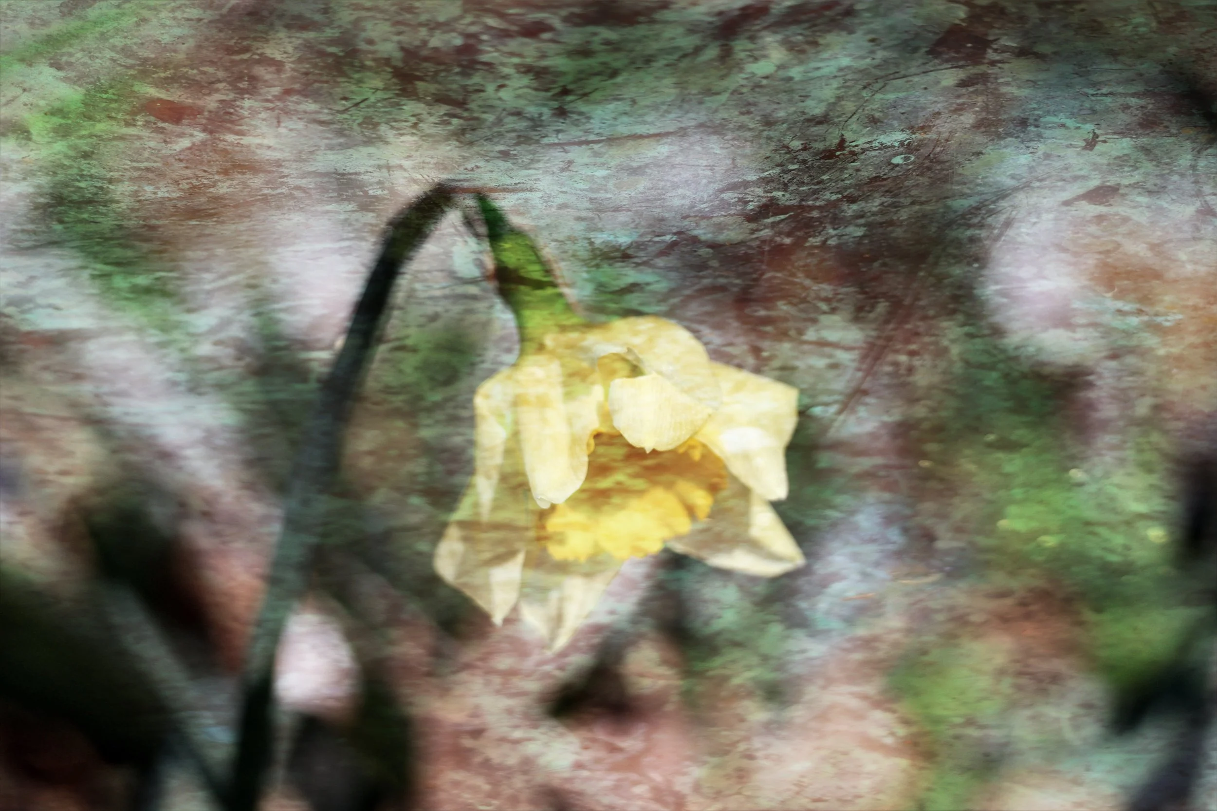 Soft bloom, rusted memory—two photographs woven into one quiet story.