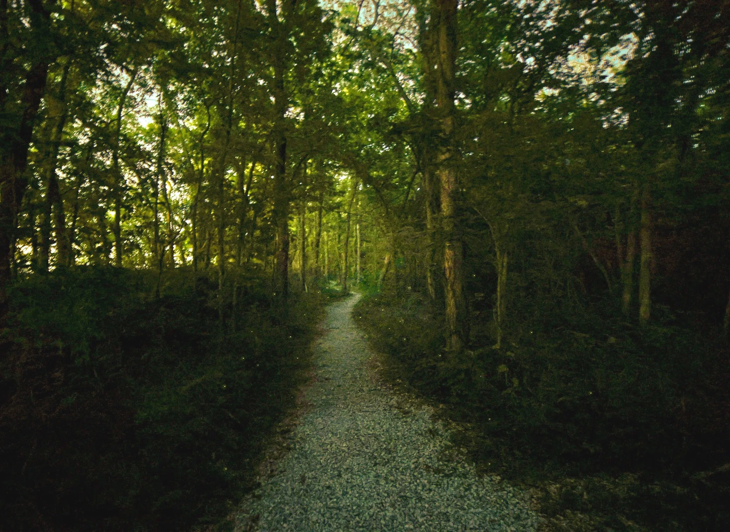 Fireflies lit the wooded path like little sparks drifting through the dark.