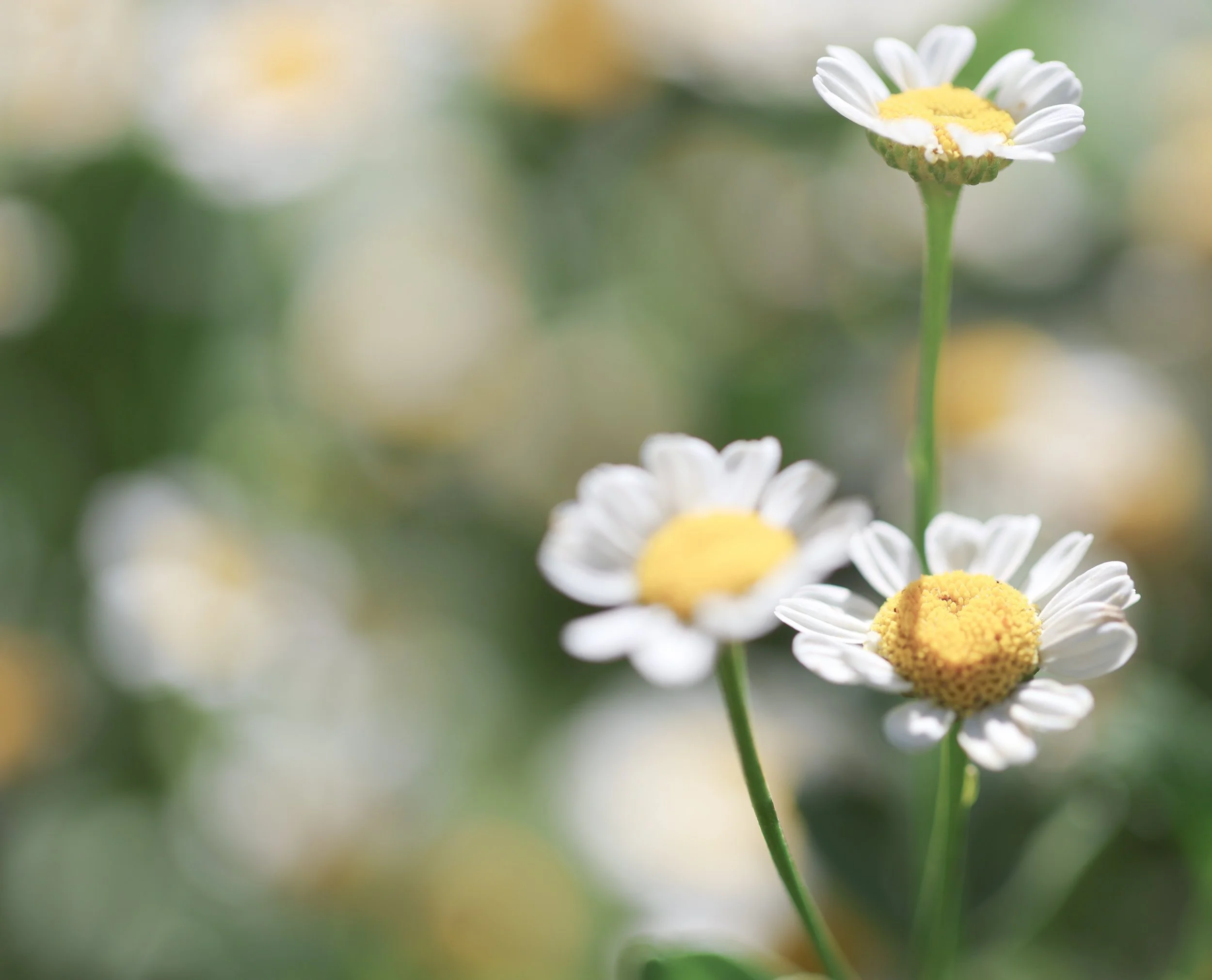 Delicate and sunlit, these small blooms carry a quiet beauty that feels both simple and joyful.