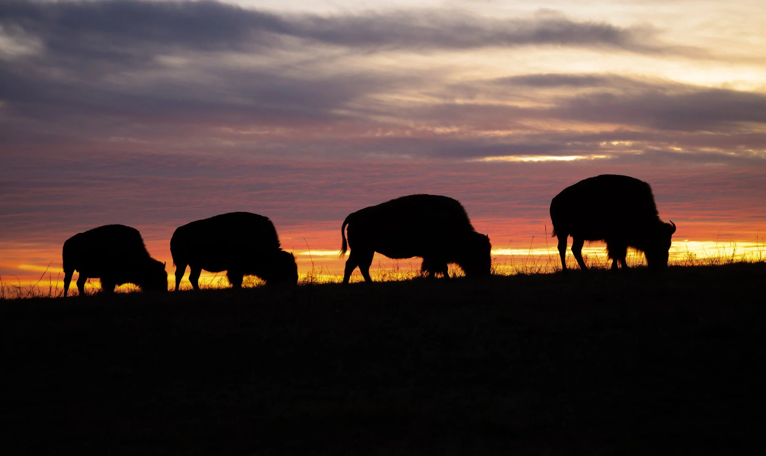 Bison at sunset, moving like dark silhouettes across the last light of the prairie.