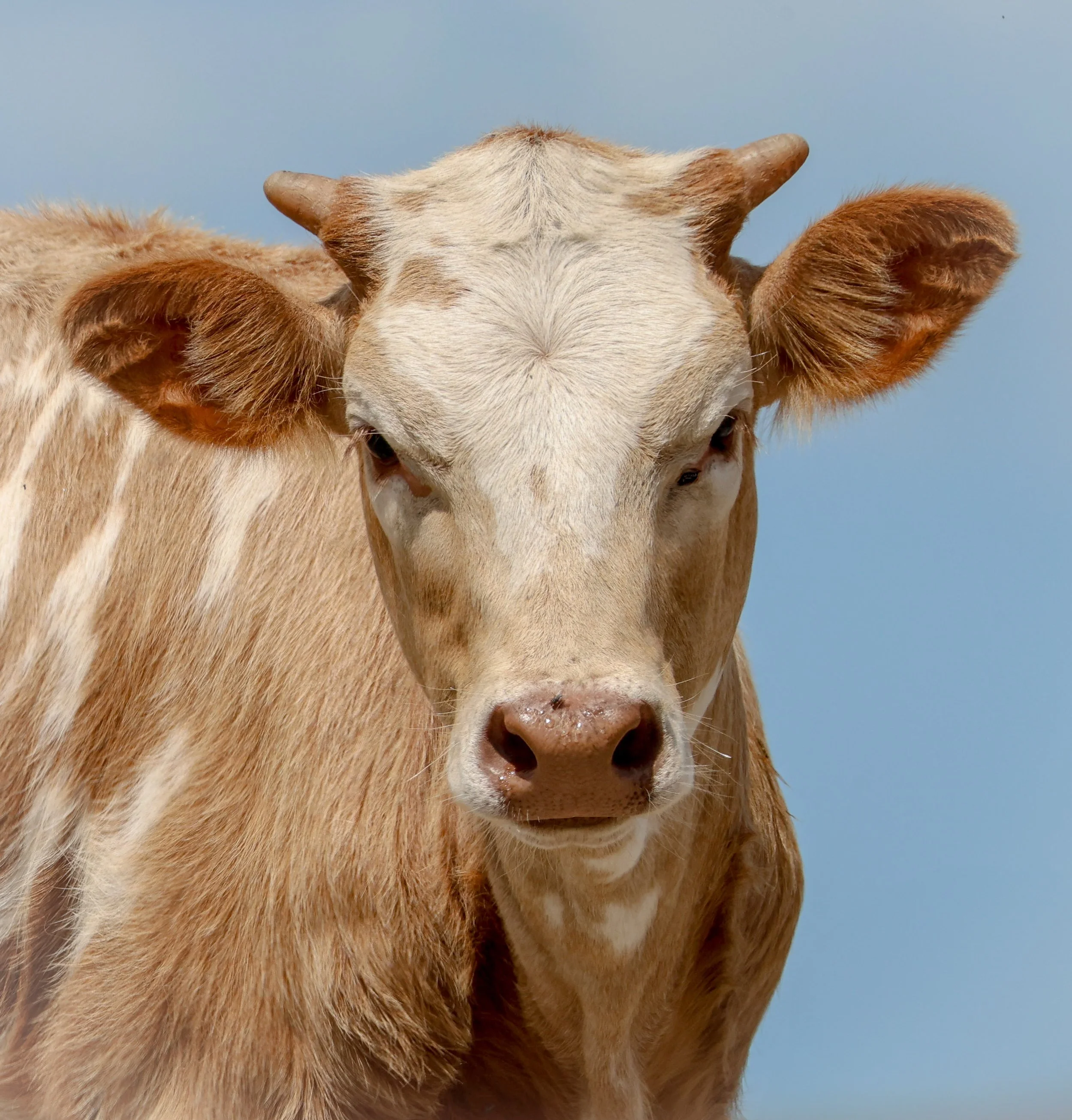 Small horns, soft face, and the steady look of a young longhorn already growing into itself.