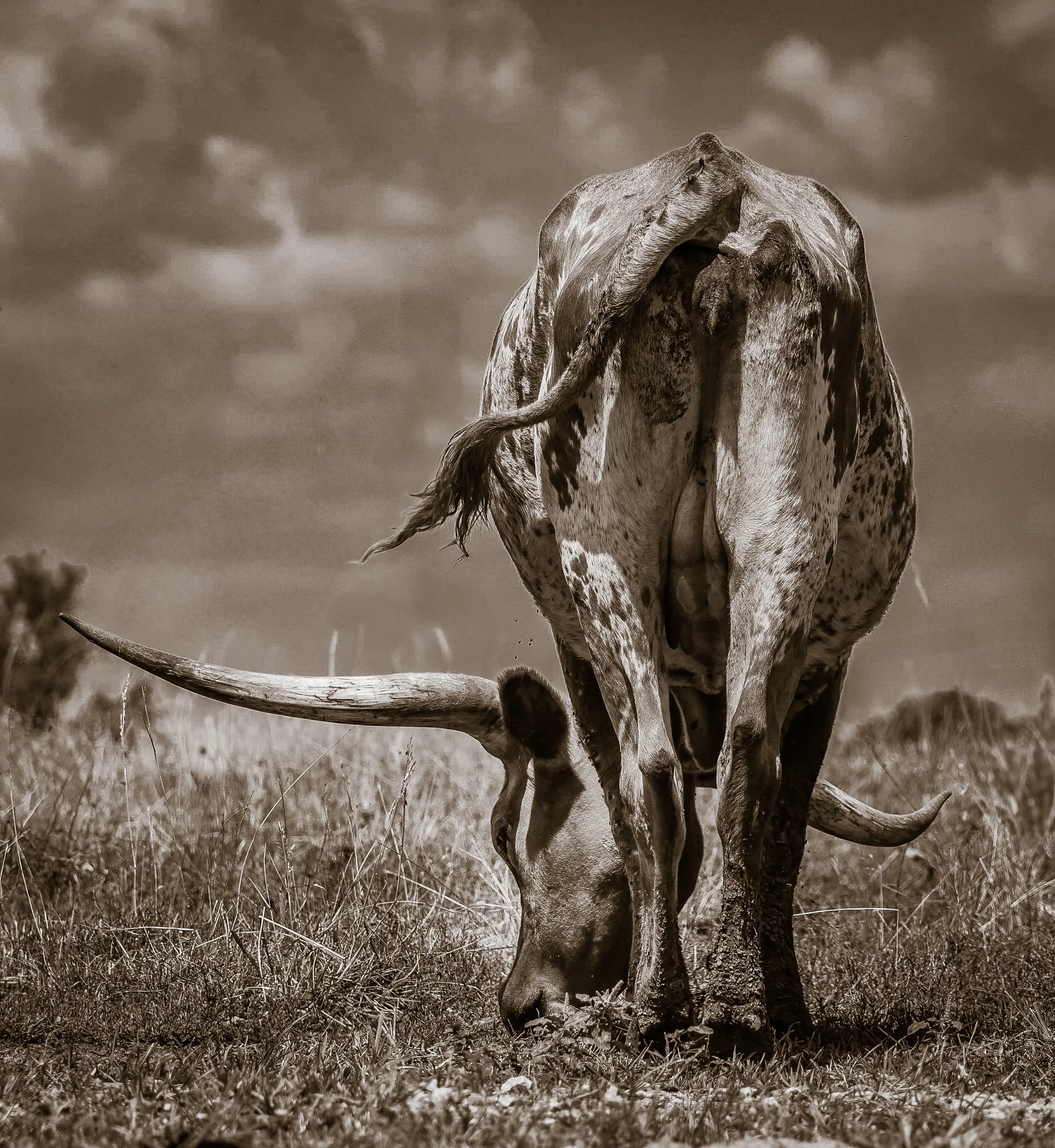 Horns wide and head lowered, this longhorn carries the hard beauty of the open pasture.