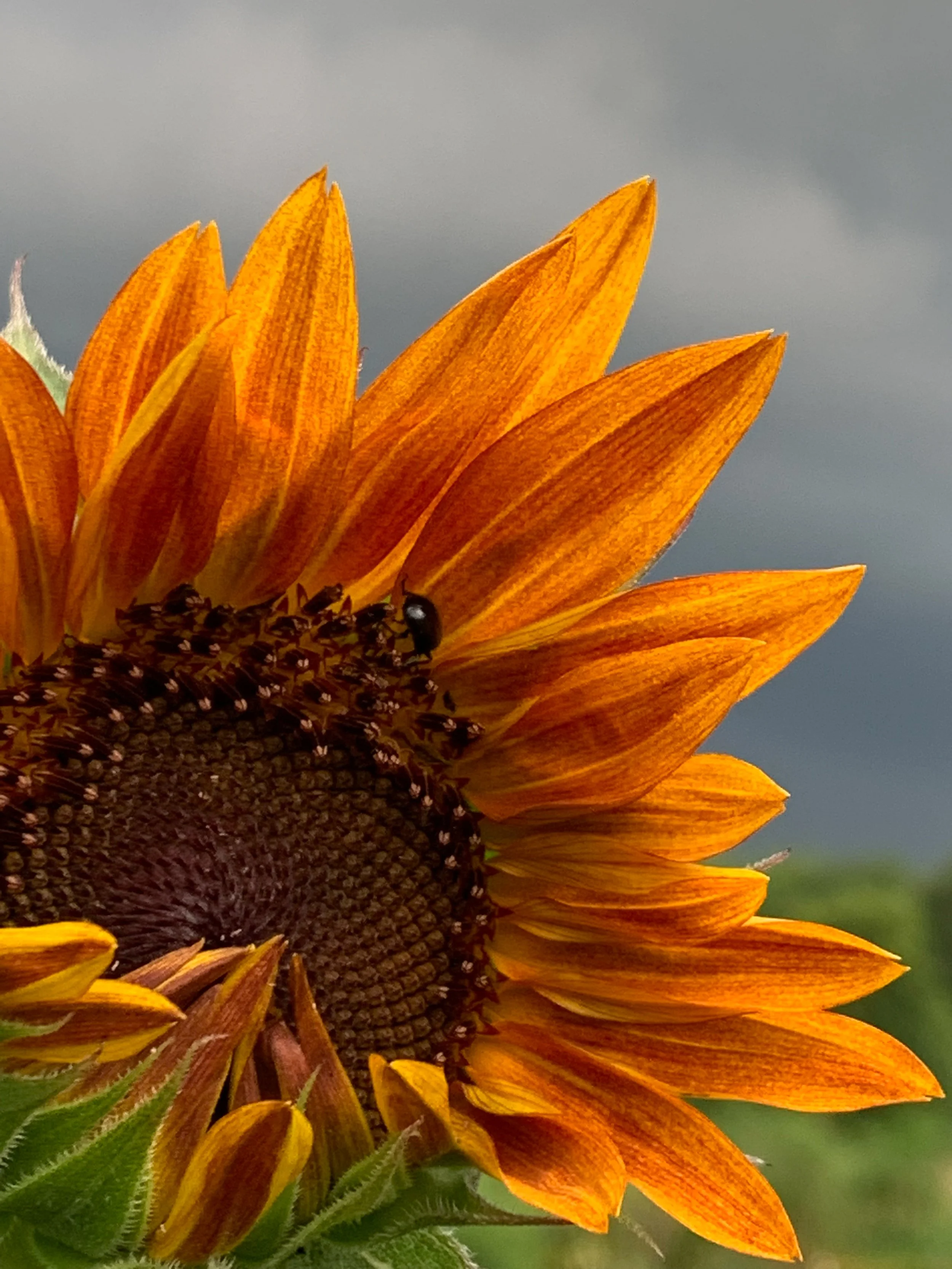 With storm clouds gathering behind it, this sunflower shines with a quiet, golden resilience.