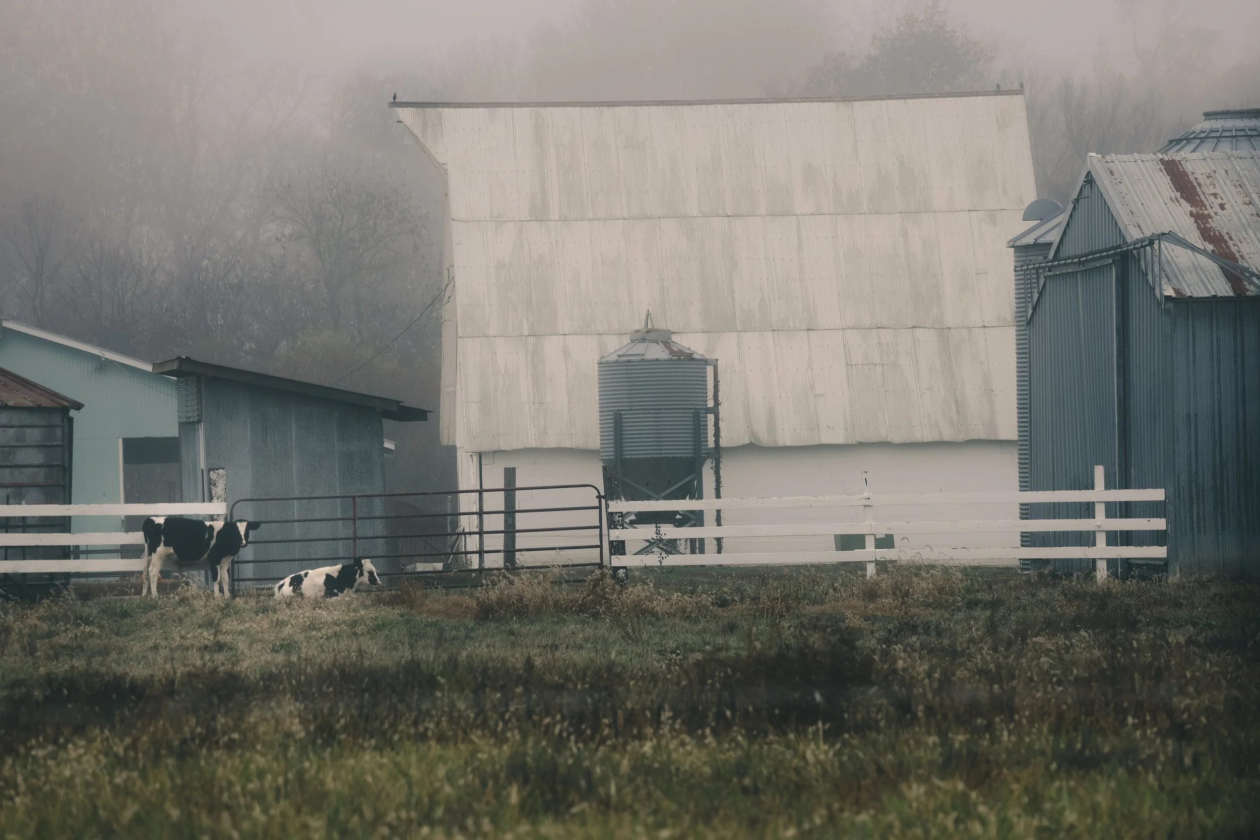 Softened by fog and morning light, this farm scene carries the quiet beauty of everyday rural life.