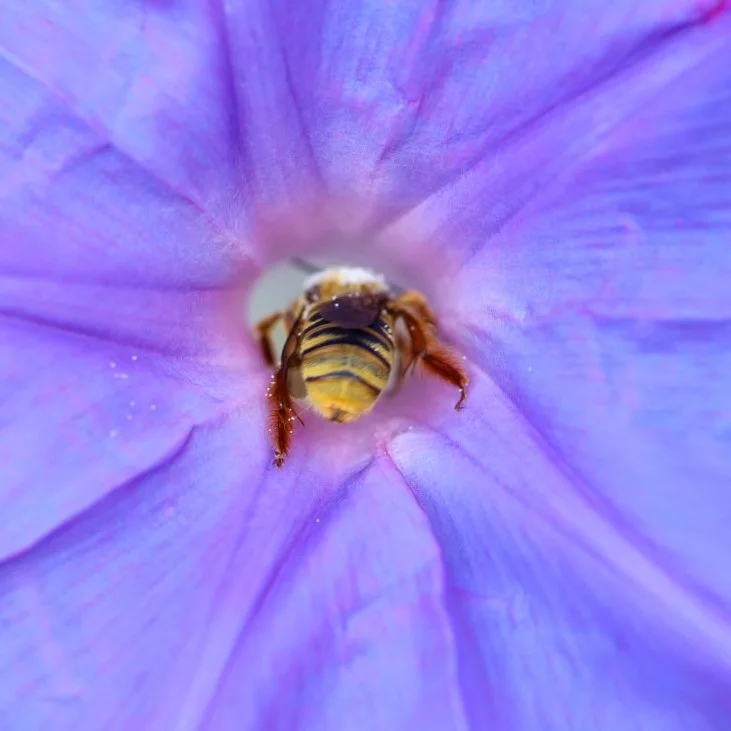 Deep within the heart of a morning glory, this little bee becomes part of the flower’s quiet beauty.