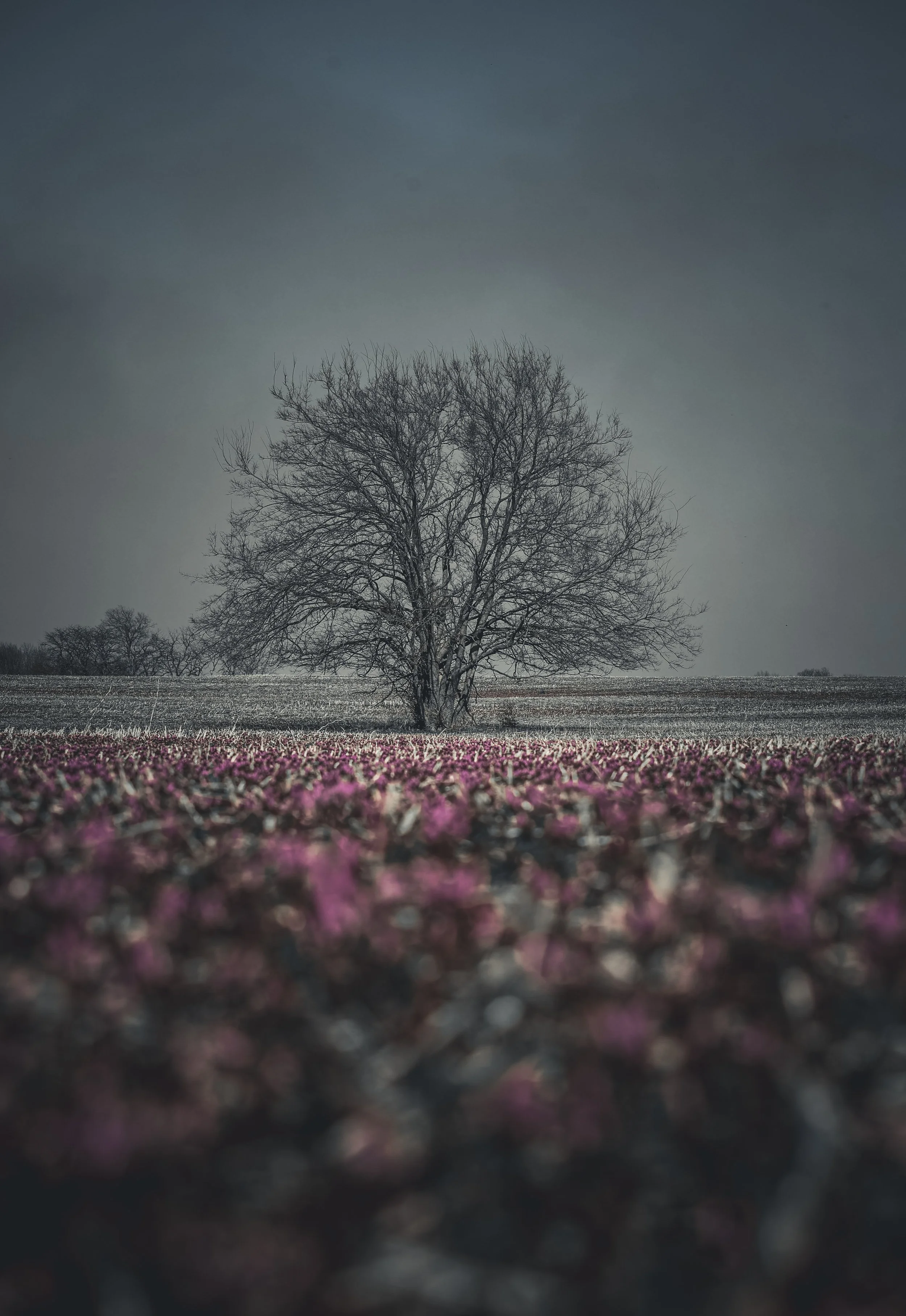 This lone tree stands above a field of henbit, where spring arrives softly in shades of purple.