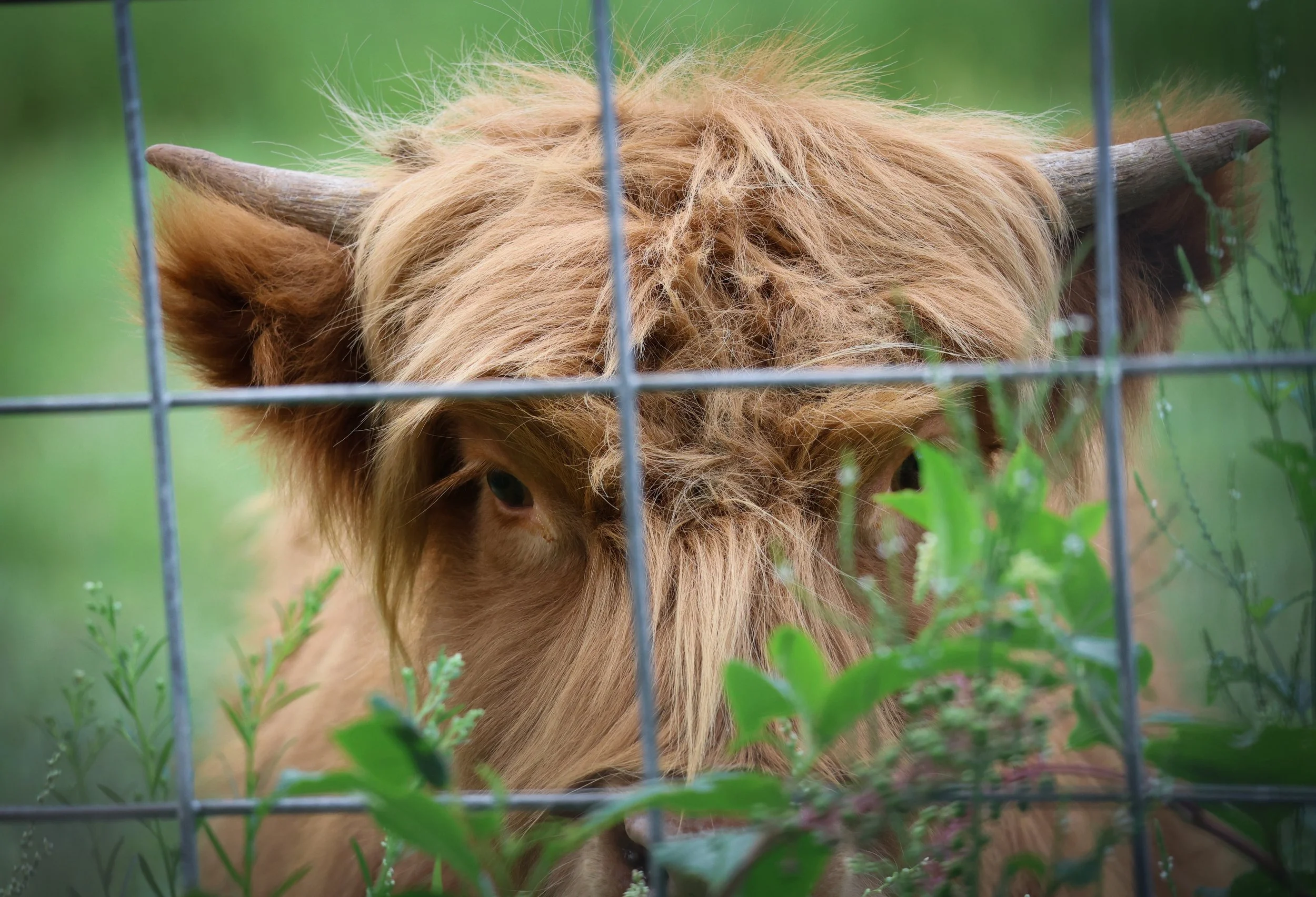 Behind the fence and under all that shaggy hair, this Highland cow was quietly stealing the scene.