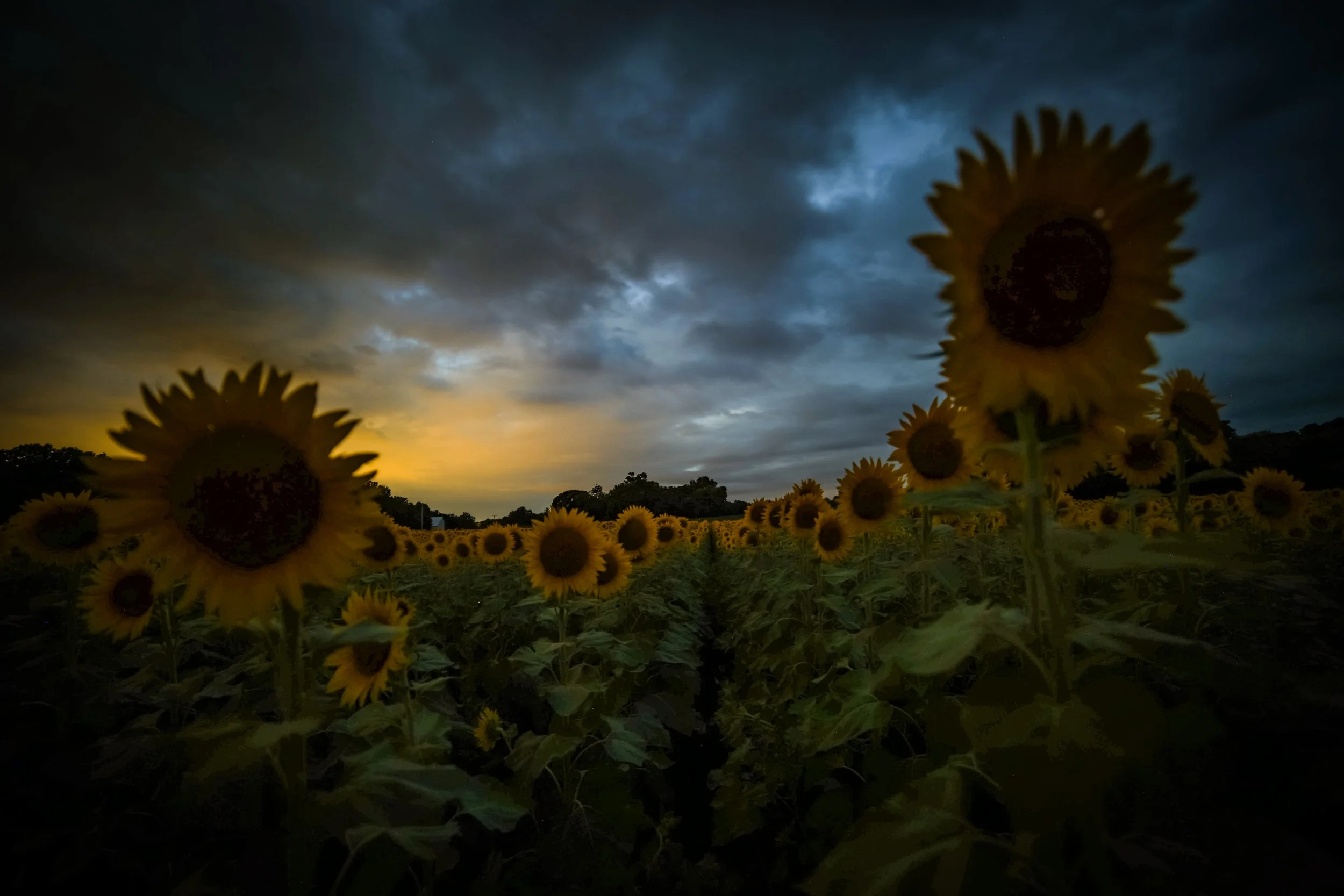 At the edge of morning, the sunflowers stood beneath stormy clouds and the first faint light of day.
