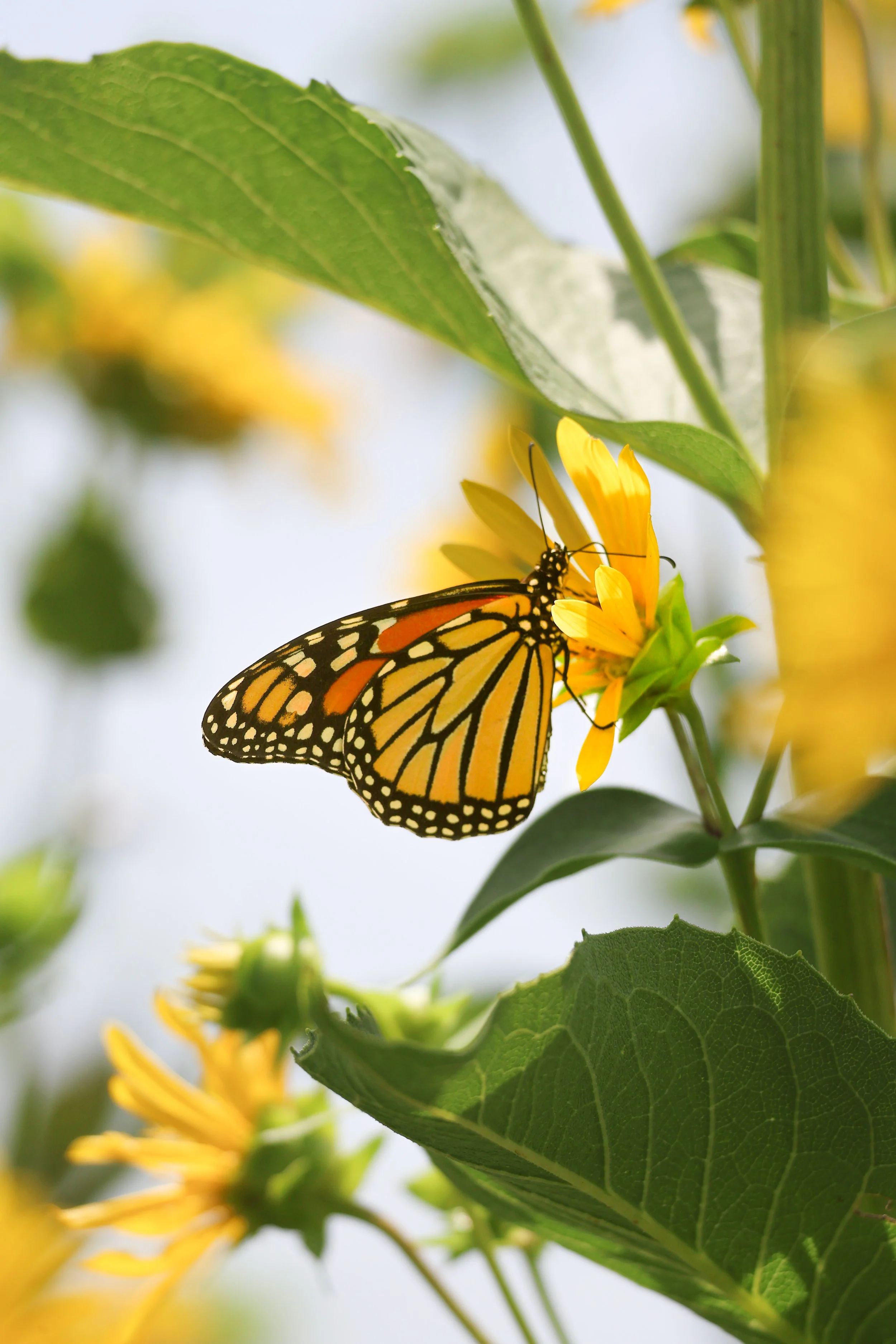 Surrounded by wild sunflowers, this monarch carries the gentle beauty and wonder of summer.