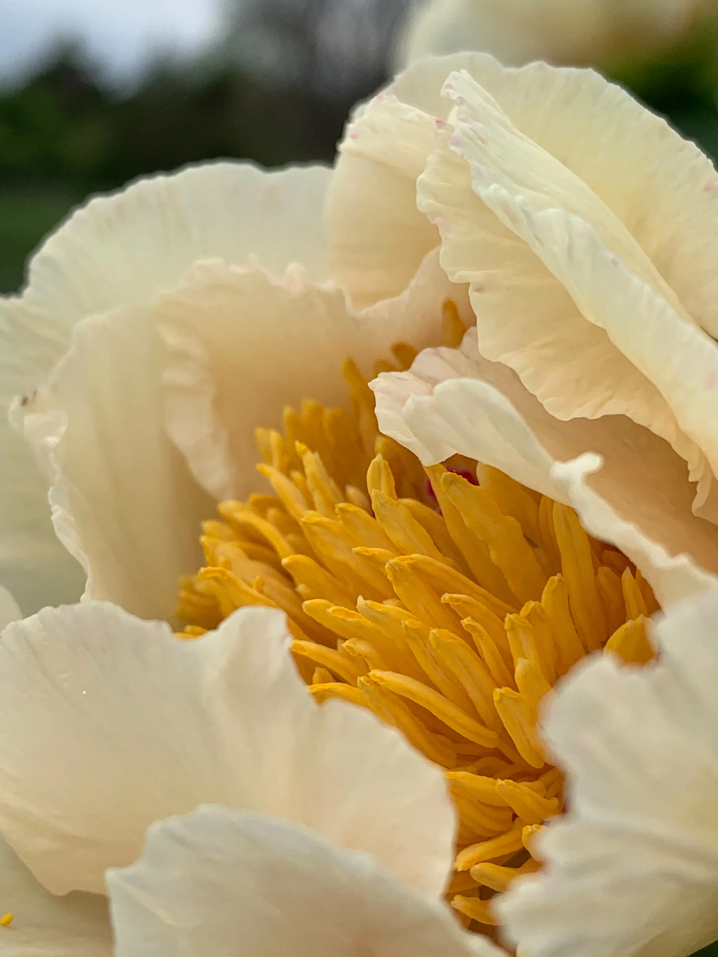 With its soft petals and golden center, this peony feels gentle, luminous, and timeless.
