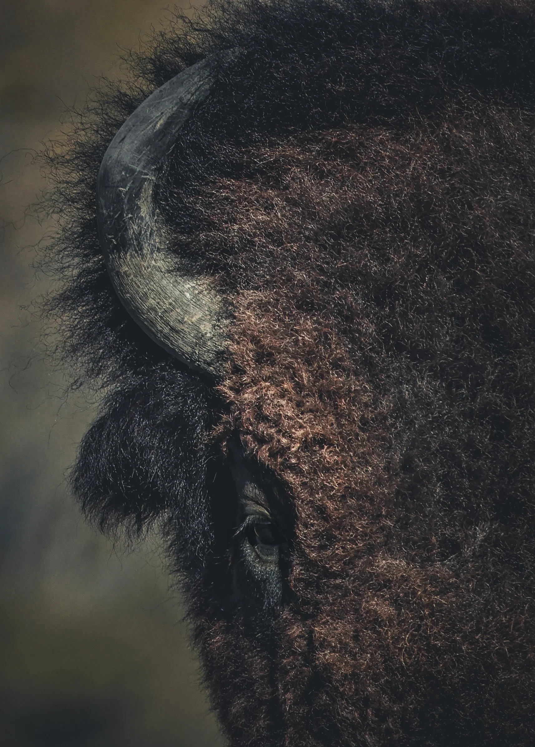 This close portrait holds the rough beauty and still strength of the bison.