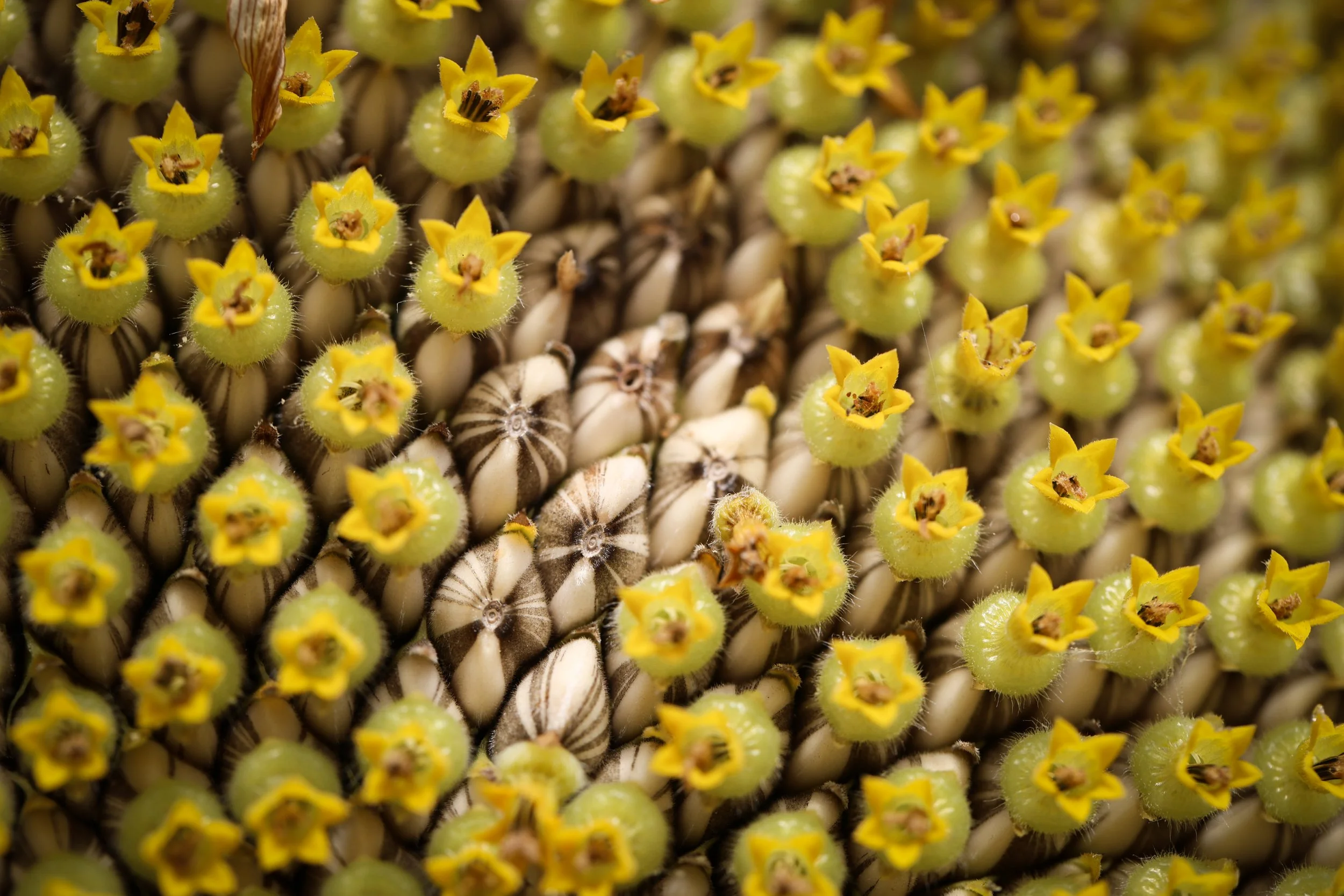 Up close, the heart of the sunflower becomes a small world of seeds, pattern, and golden detail.