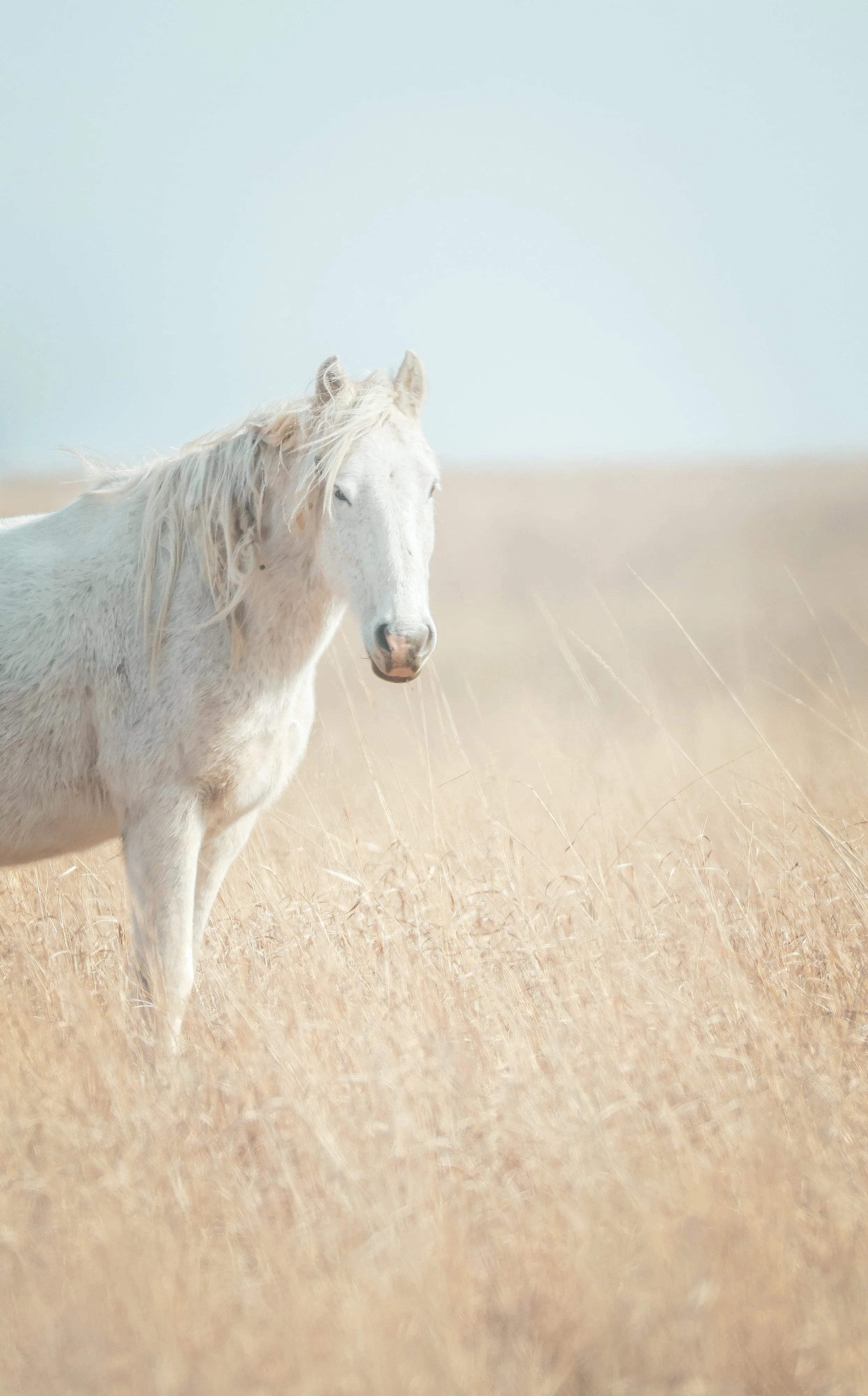 Wild & Free