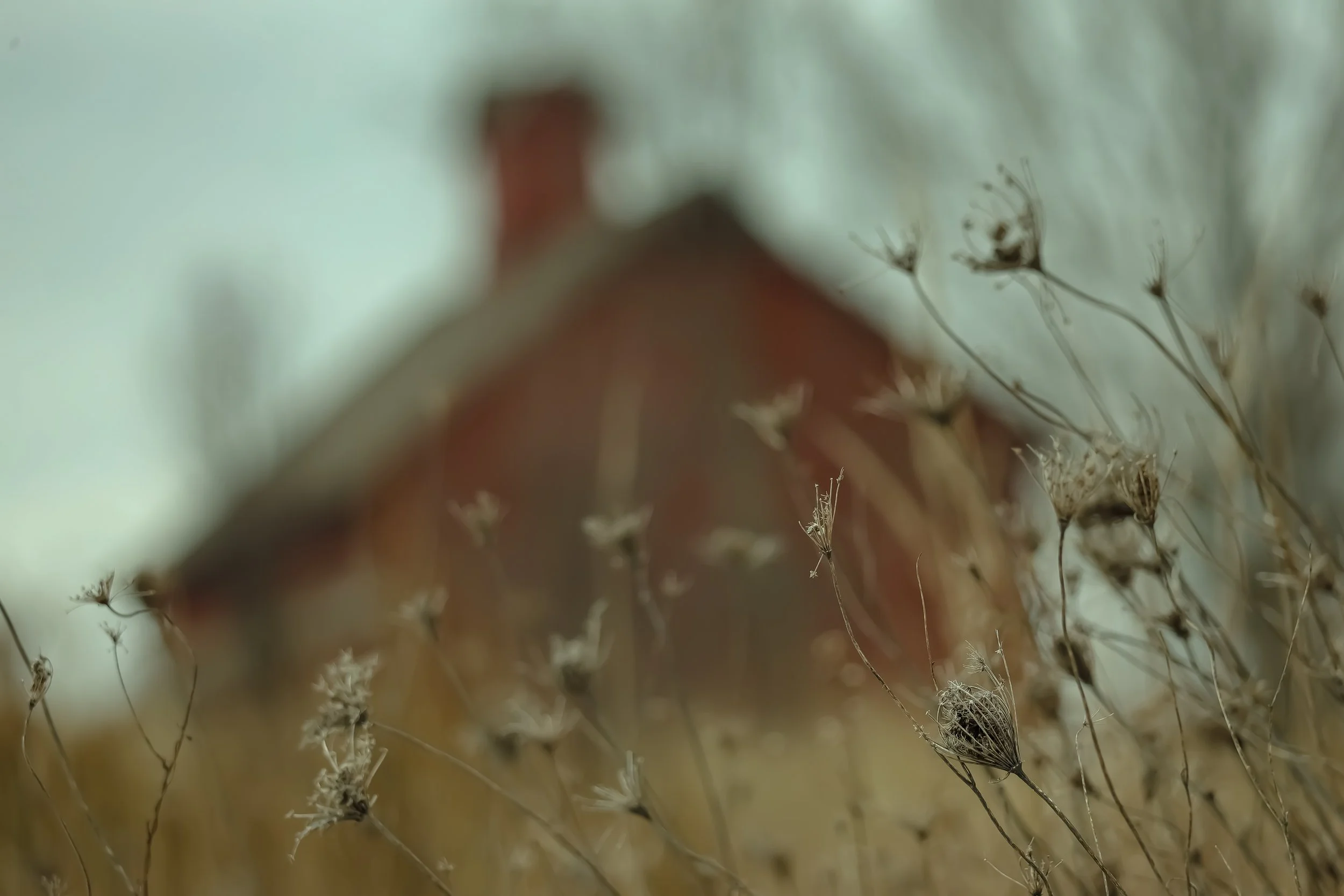 Softened by time and seen through summer’s faded wildflowers, this old barn holds a quiet, timeless beauty.