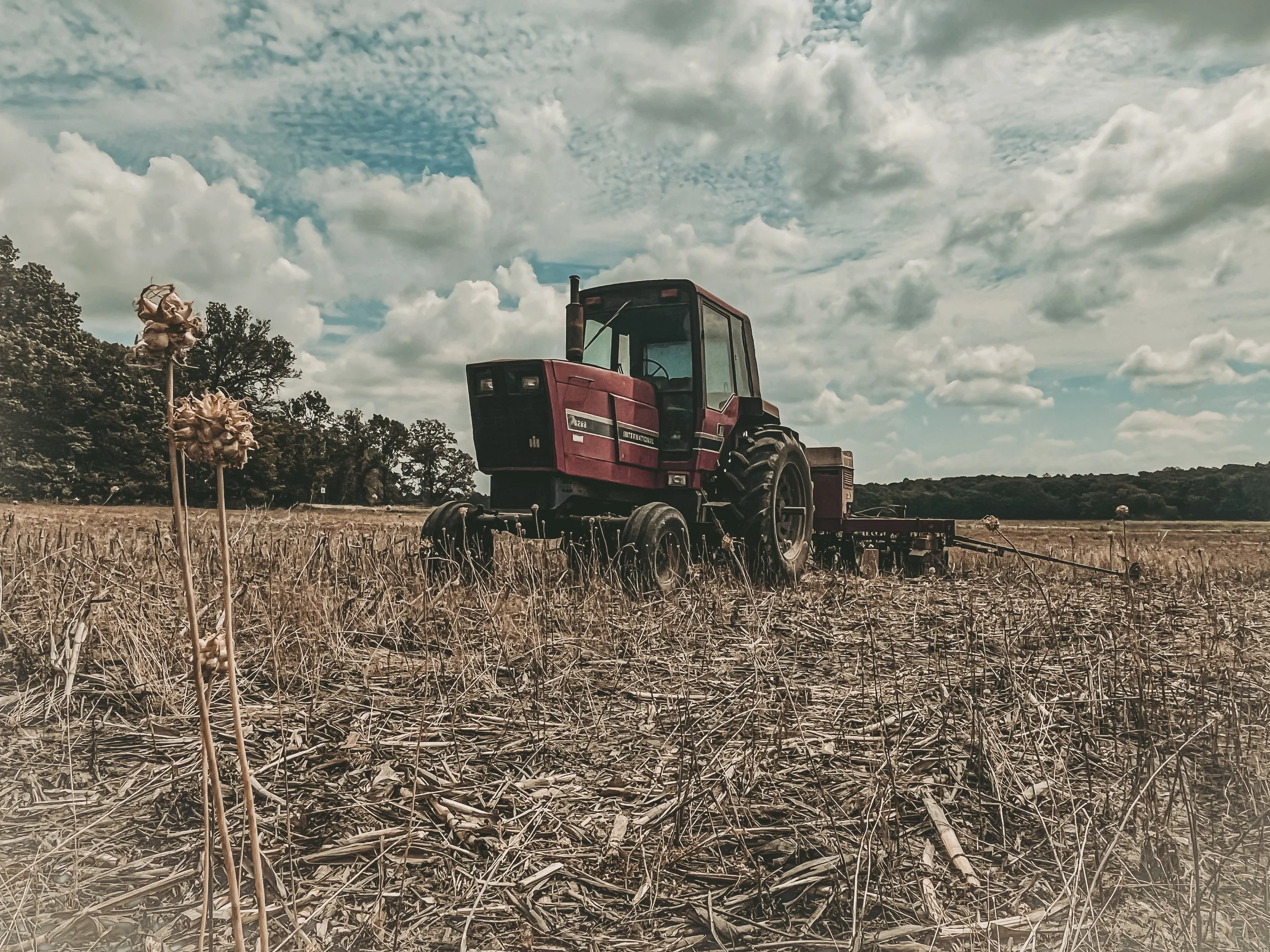 Resting in a stubbled field beneath open clouds, this International Harvester carries the strength and grit of rural life.