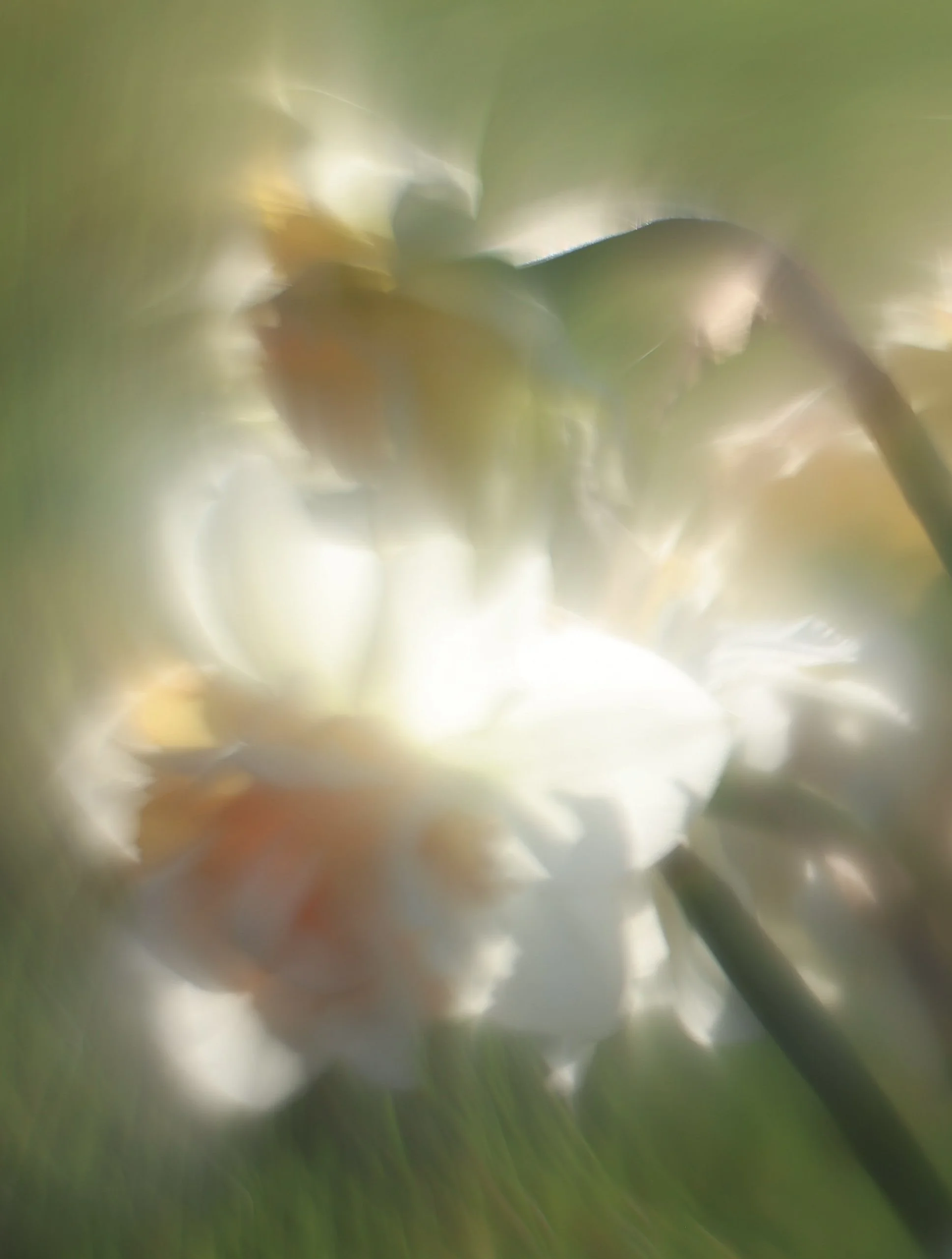 Bathed in softness and light, these daffodils feel like a quiet, dreamy impression of spring