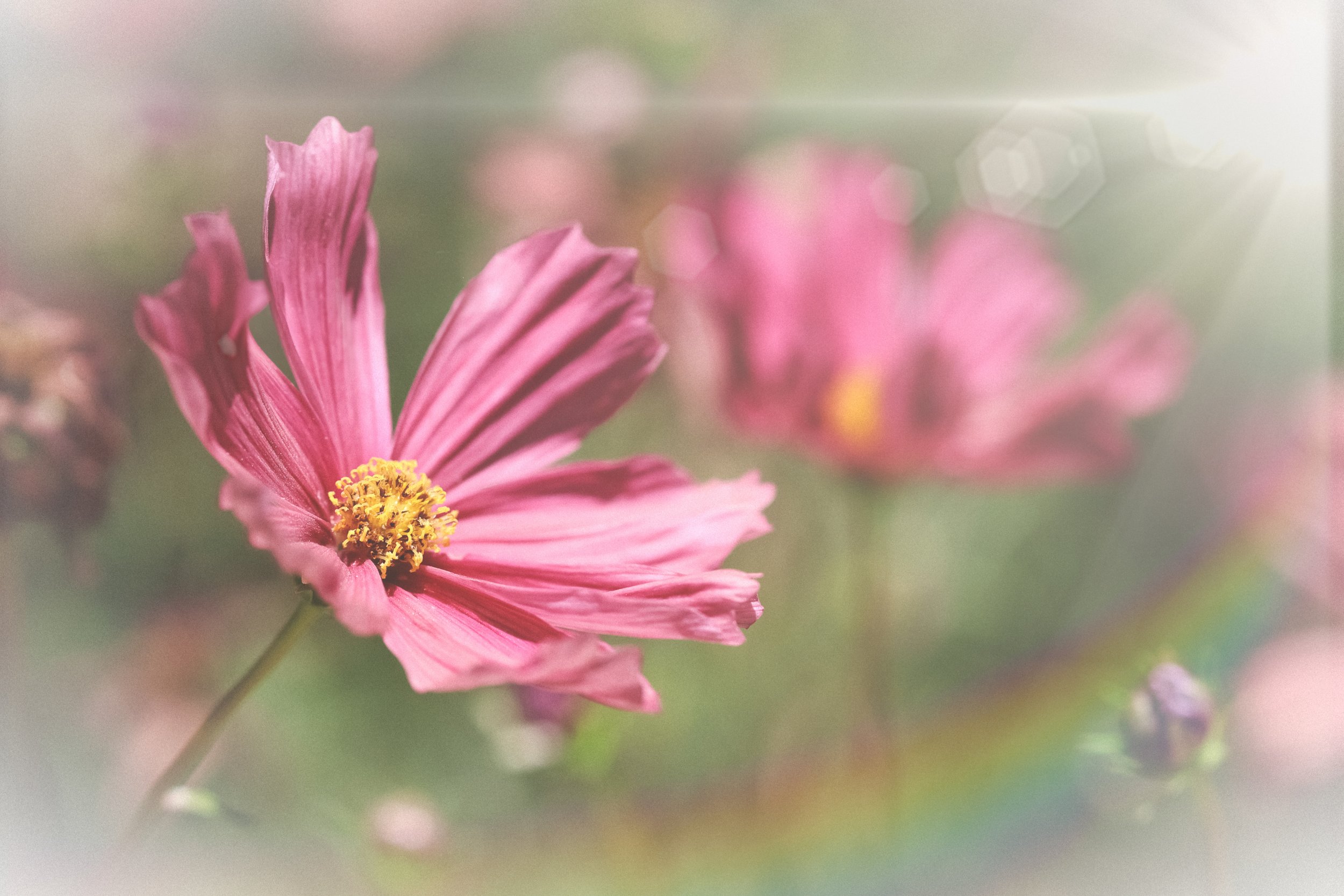 Through the soft haze of light and color, these pink cosmos feel luminous, delicate, and full of quiet grace.