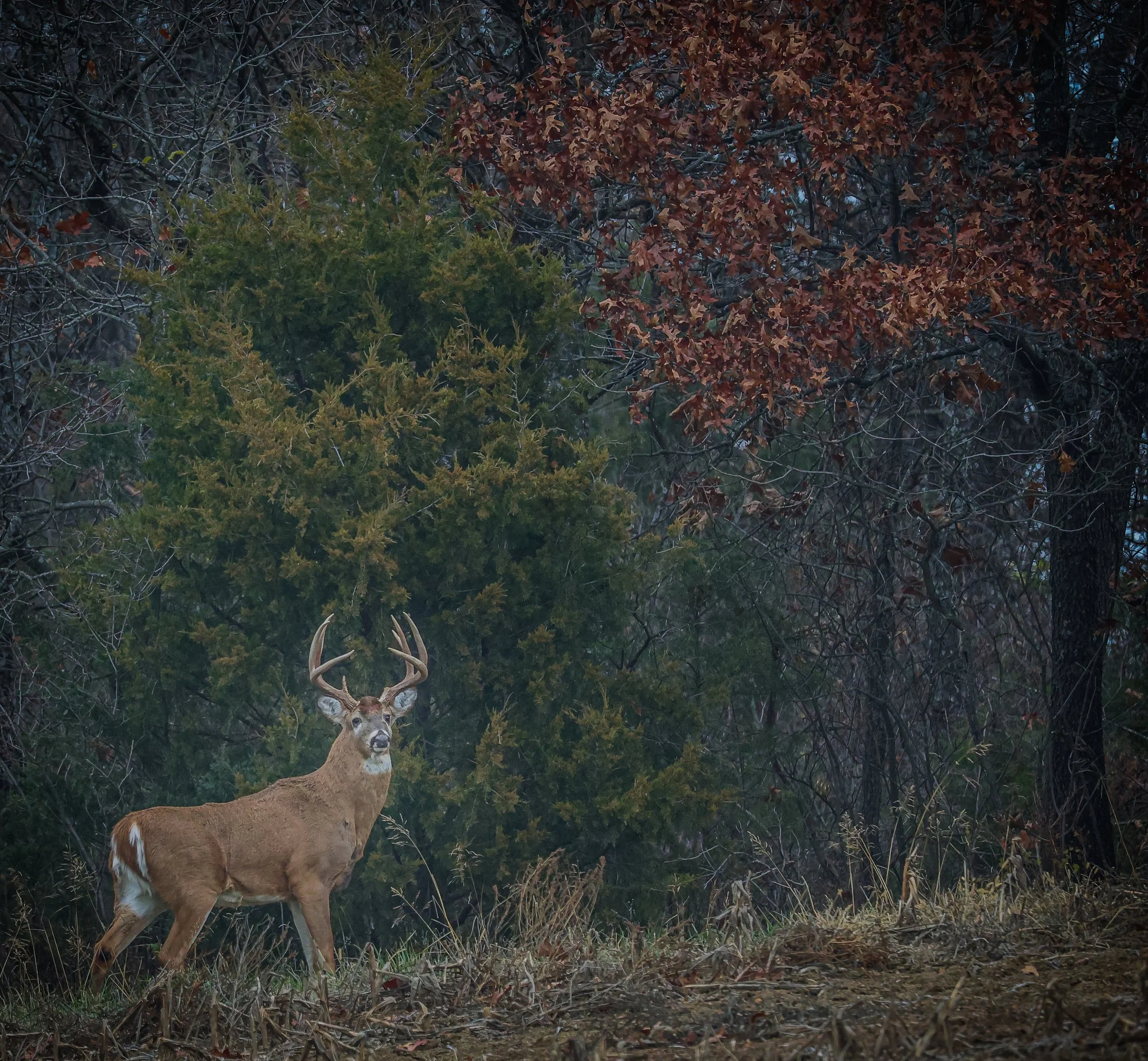 On Thanksgiving morning, this buck stepped out like a quiet gift from the woods.
