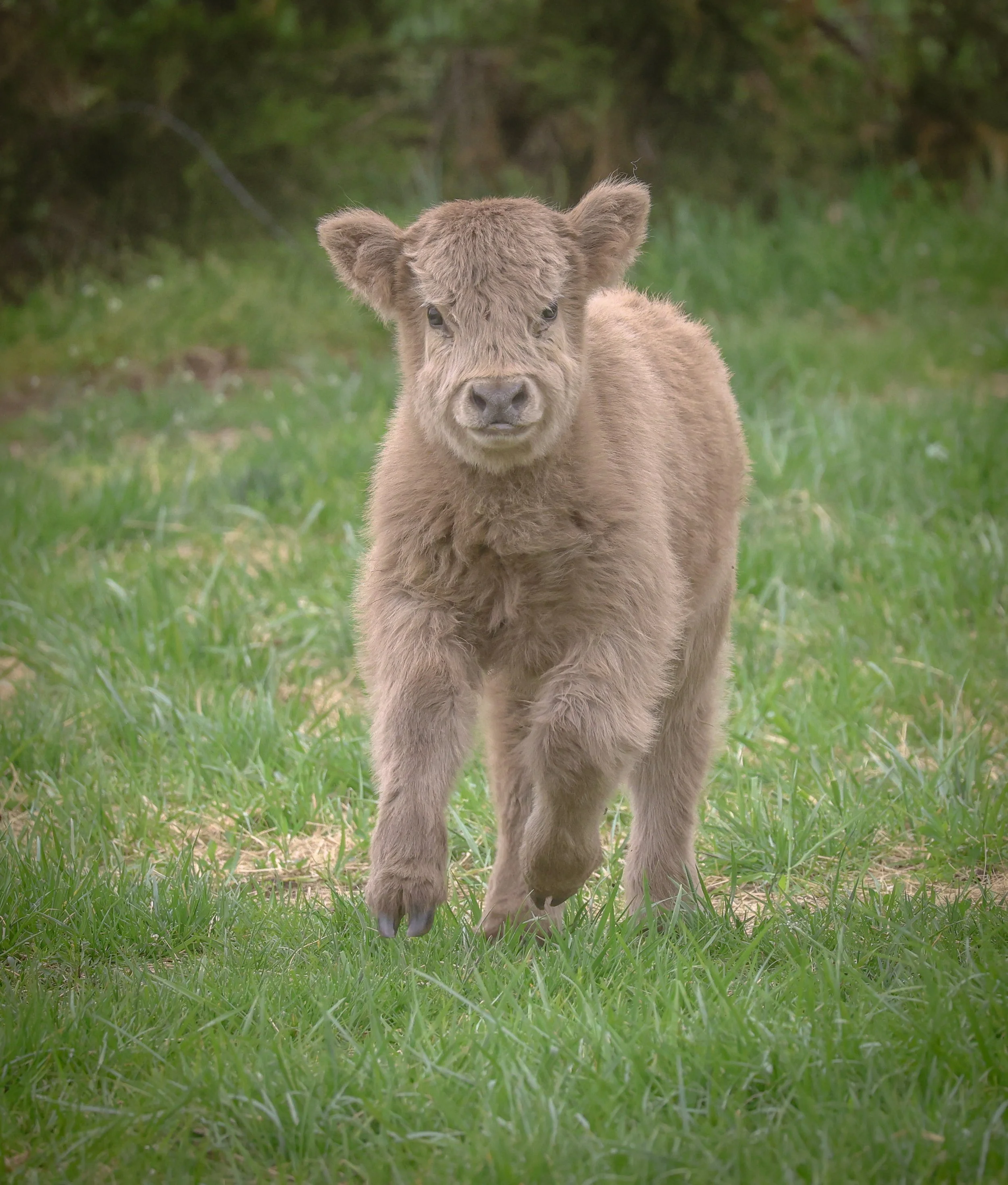 Gentle, curious, and full of charm, this little Highland calf made the whole moment sweeter.