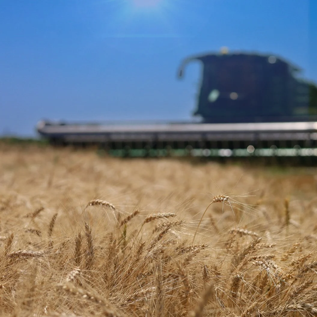 With the combine waiting beyond the wheat, this scene carries the warmth and stillness of a Kansas harvest.