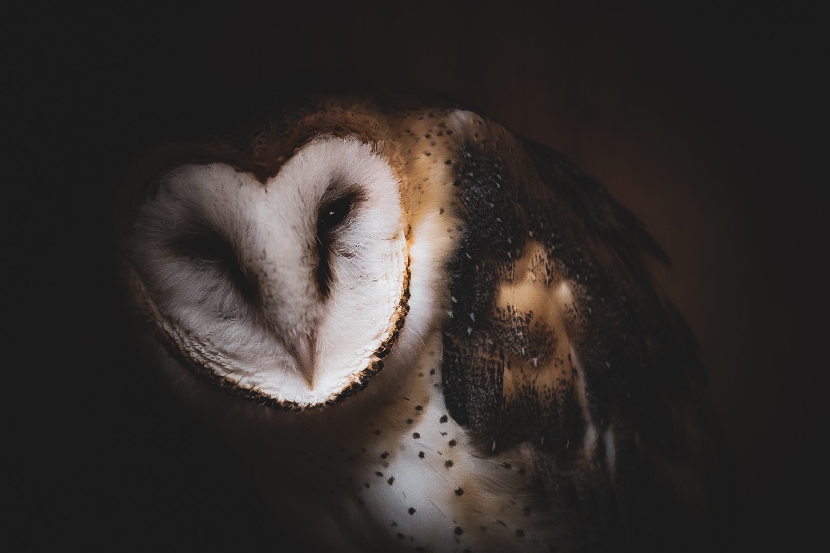 Light catches the face of this barn owl just enough to reveal its quiet beauty.