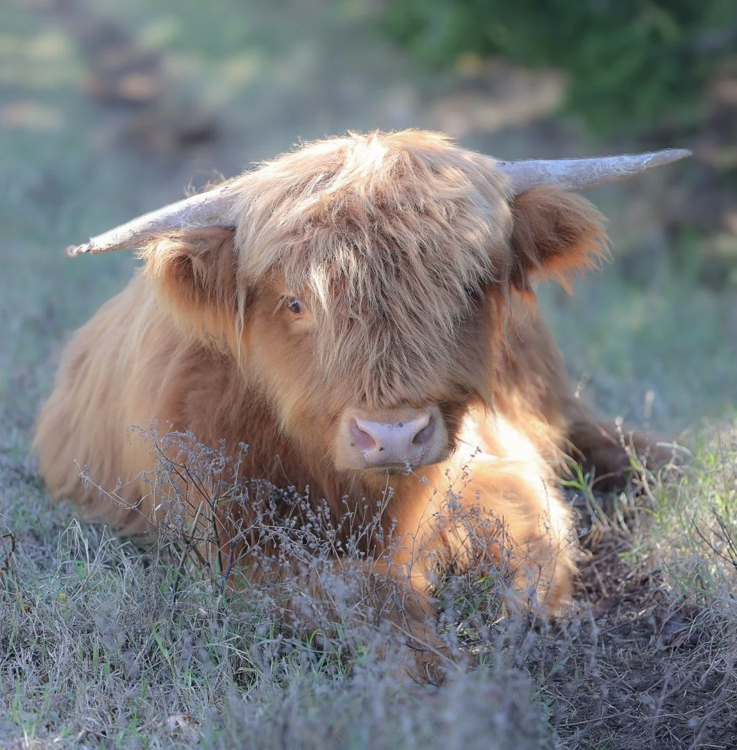With sunlight catching in all that shaggy hair, this Highland cow felt both rugged and peaceful.