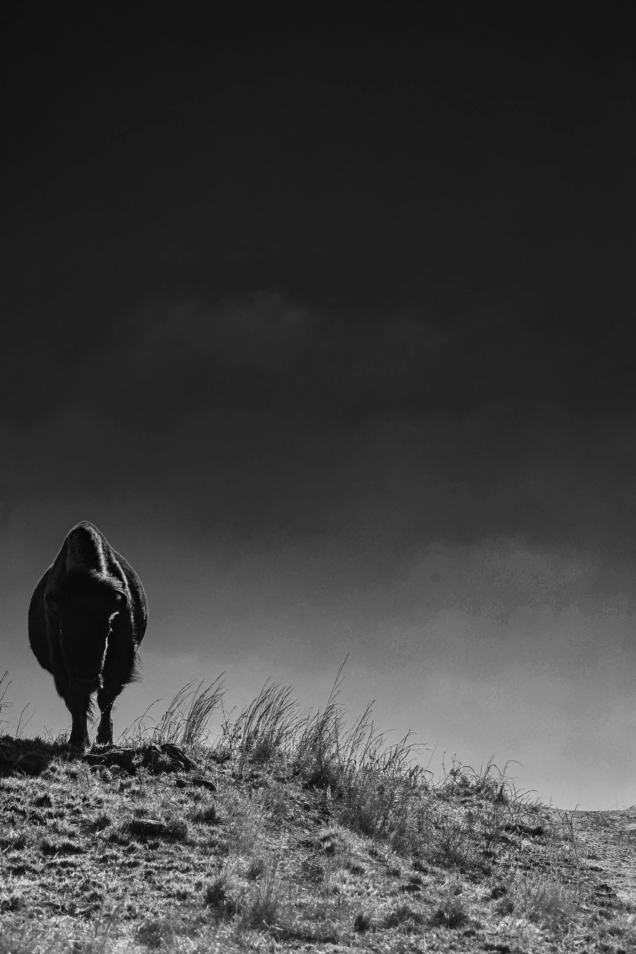 Alone on the ridge, this bison feels like the land itself rising into view.