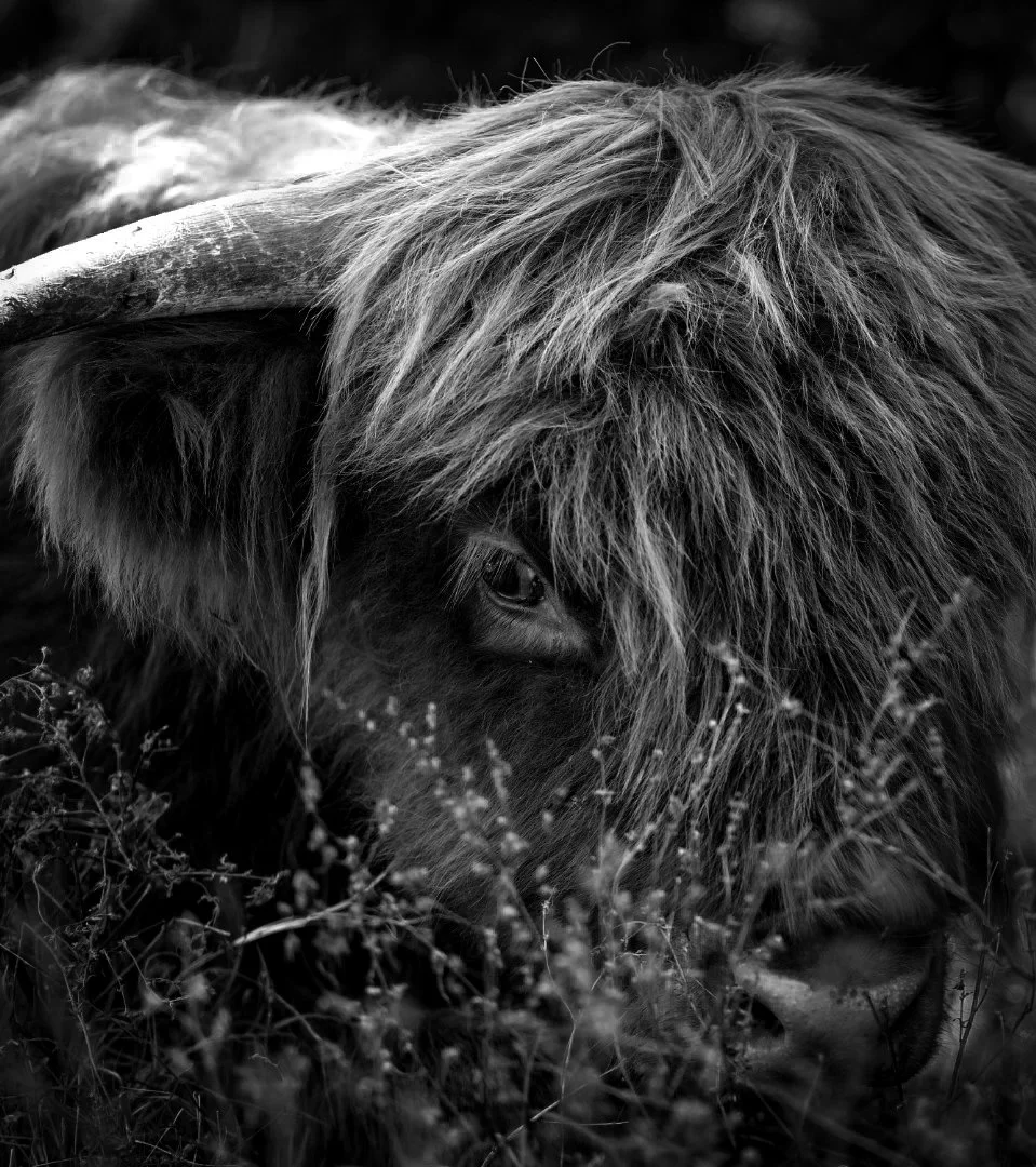 With that one eye peeking through, this Highland calf carried a quiet kind of tenderness.