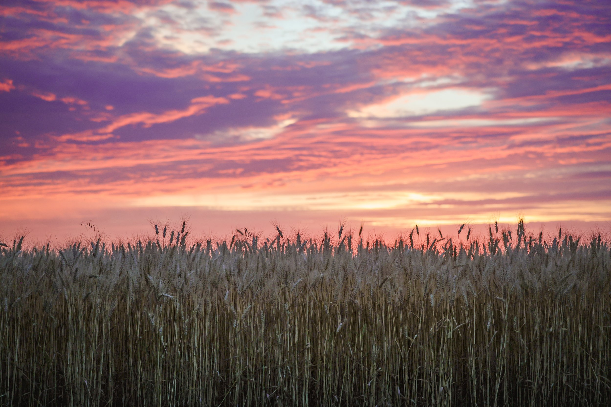 Beneath a painted sky, this wheat field holds the quiet beauty of a Kansas evening.