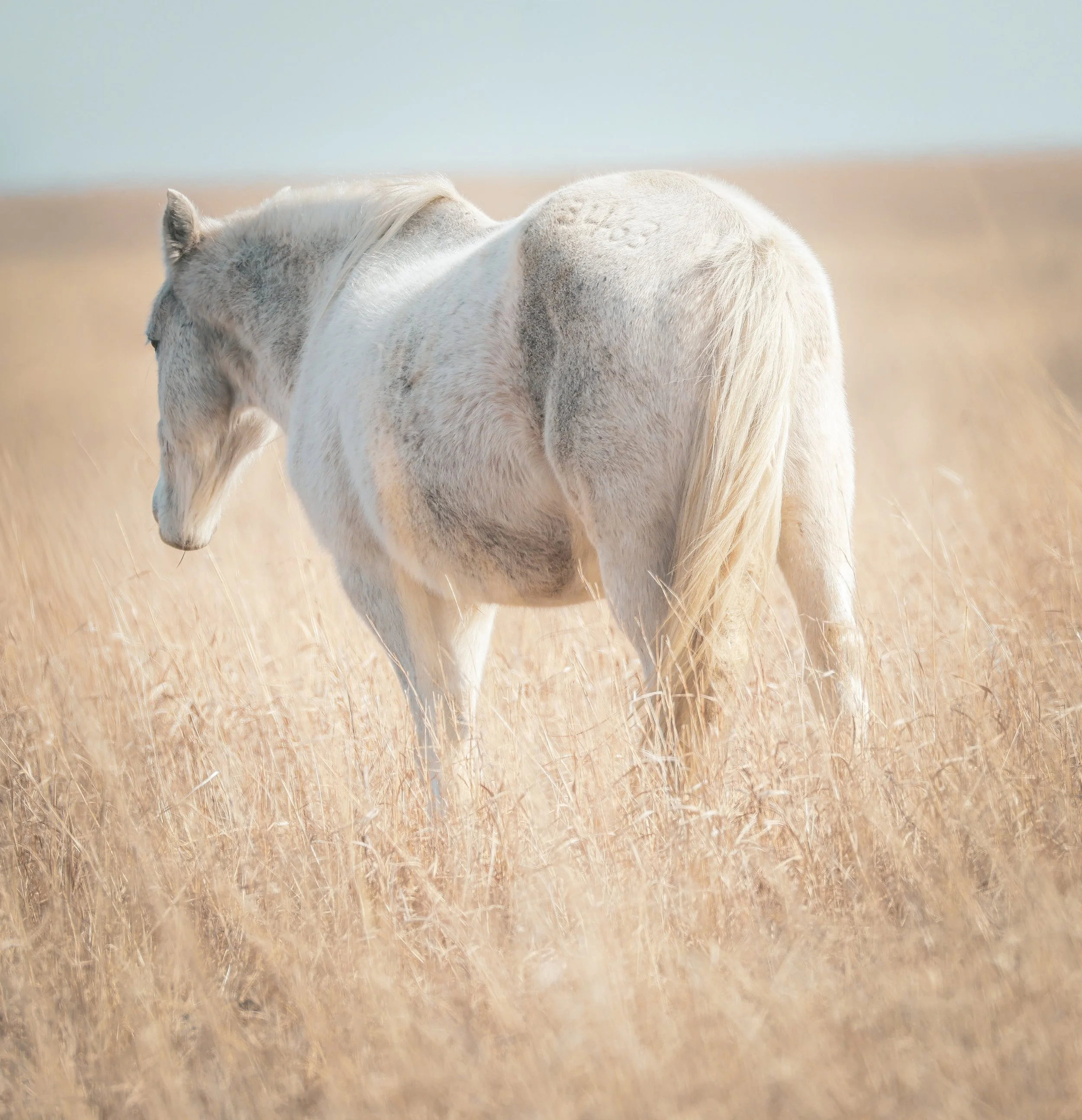 Turning away into the tall prairie grass, this wild horse carries the quiet freedom of the Flint Hills with it.