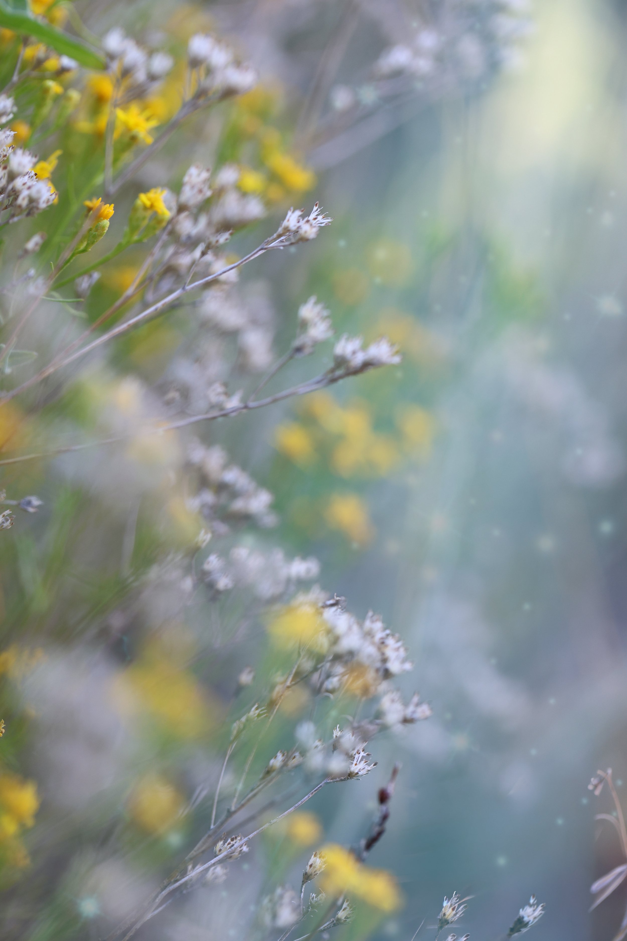 Softly blurred and full of light, these wildflowers feel like a quiet breath of summer.