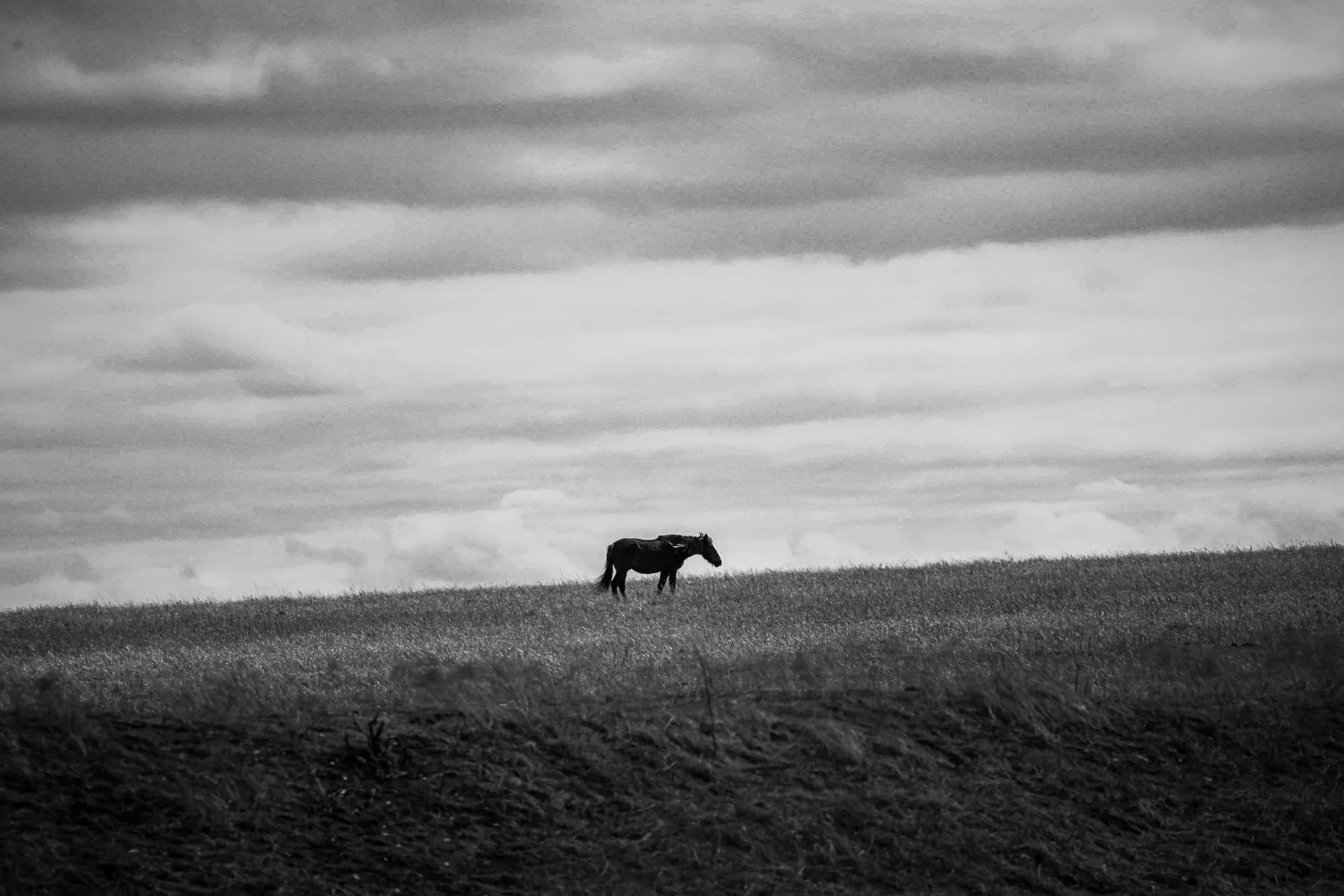 Alone beneath the open sky, this wild horse carries the quiet freedom of the Flint Hills.