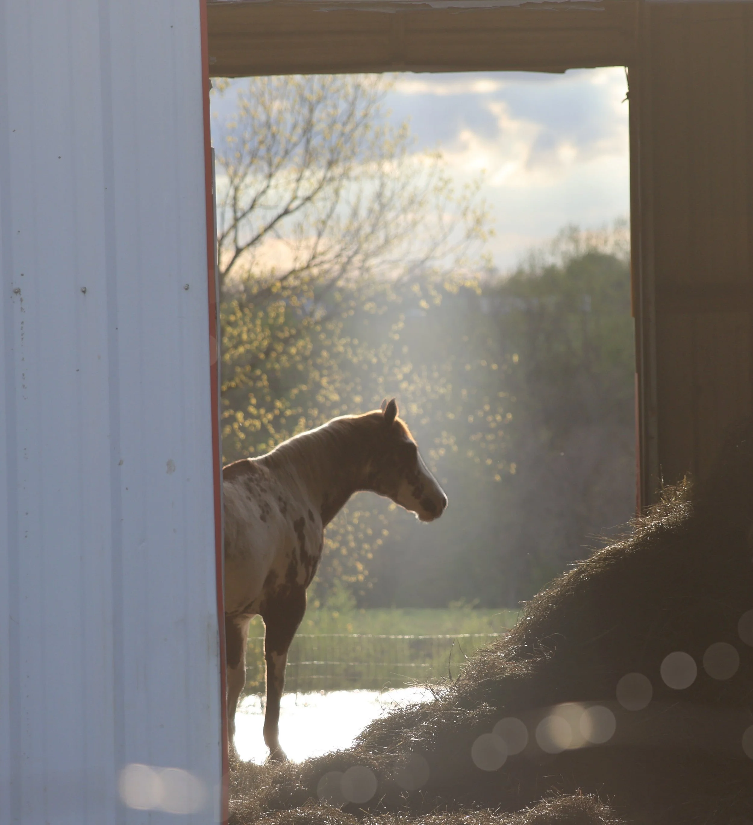 Between barn shadow and evening light, this horse stood in a moment of pure calm.