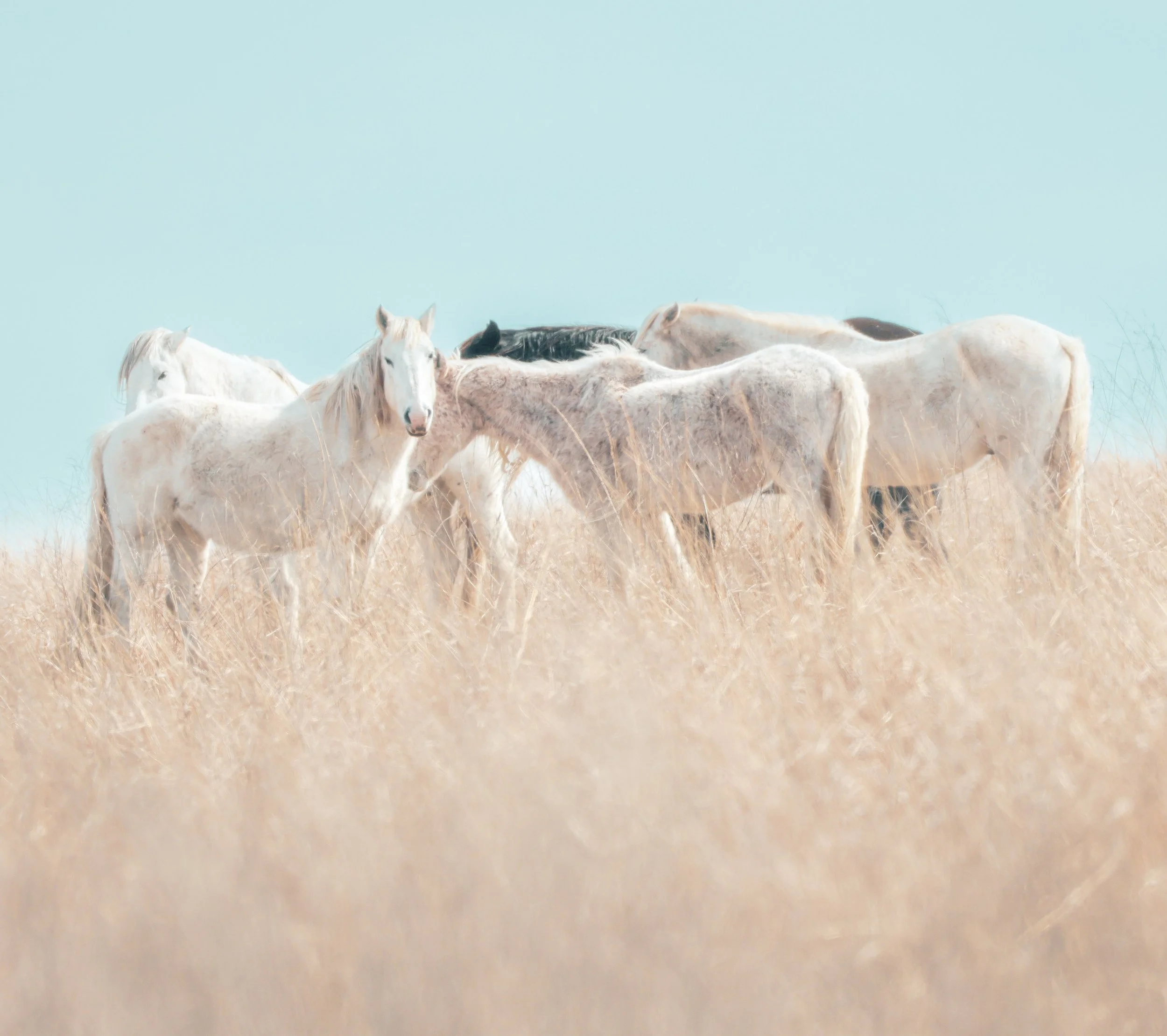 A small band of wild horses standing together in the pale grass of the Flint Hills.