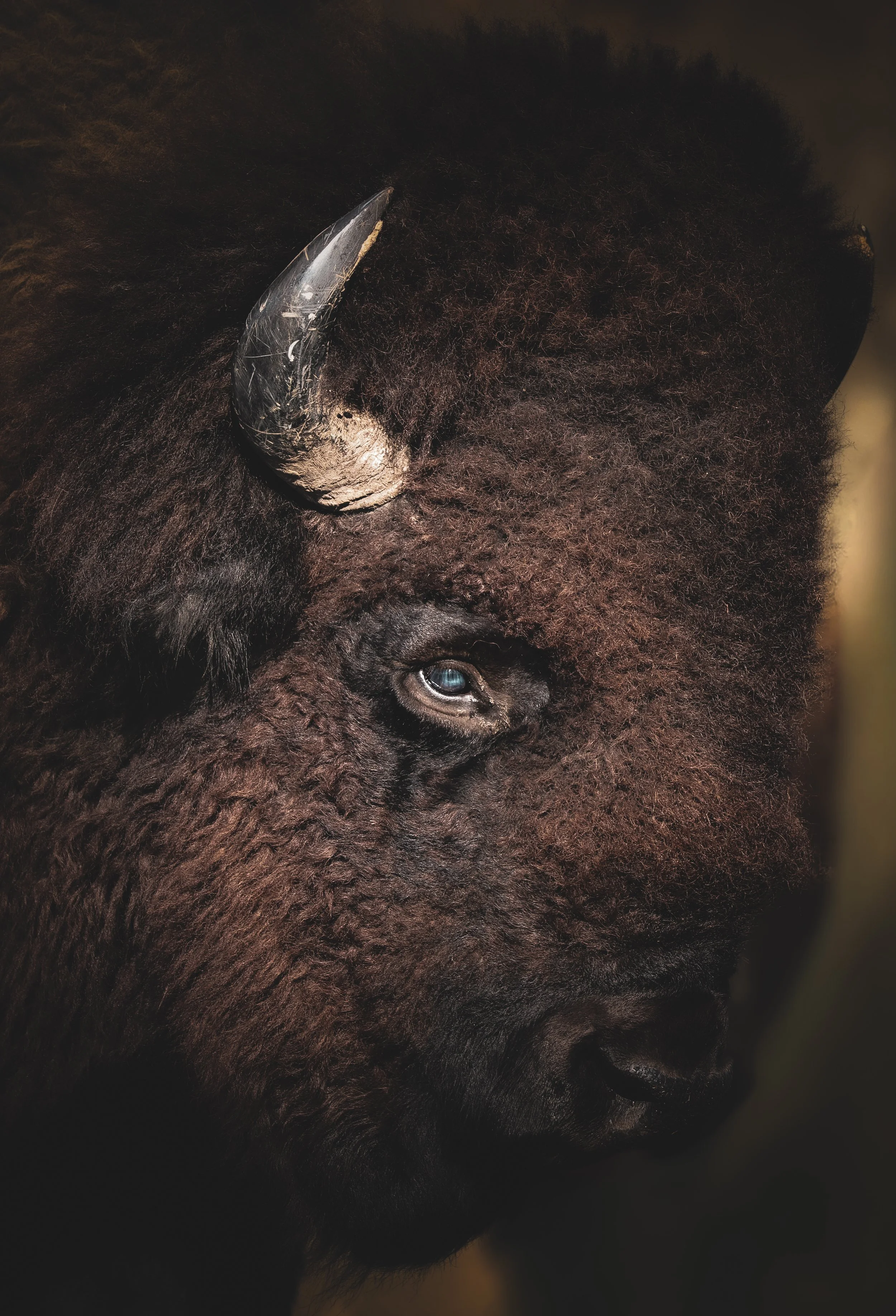 This blue-eyed bison carried the strength of the prairie and a gaze I won’t forget.