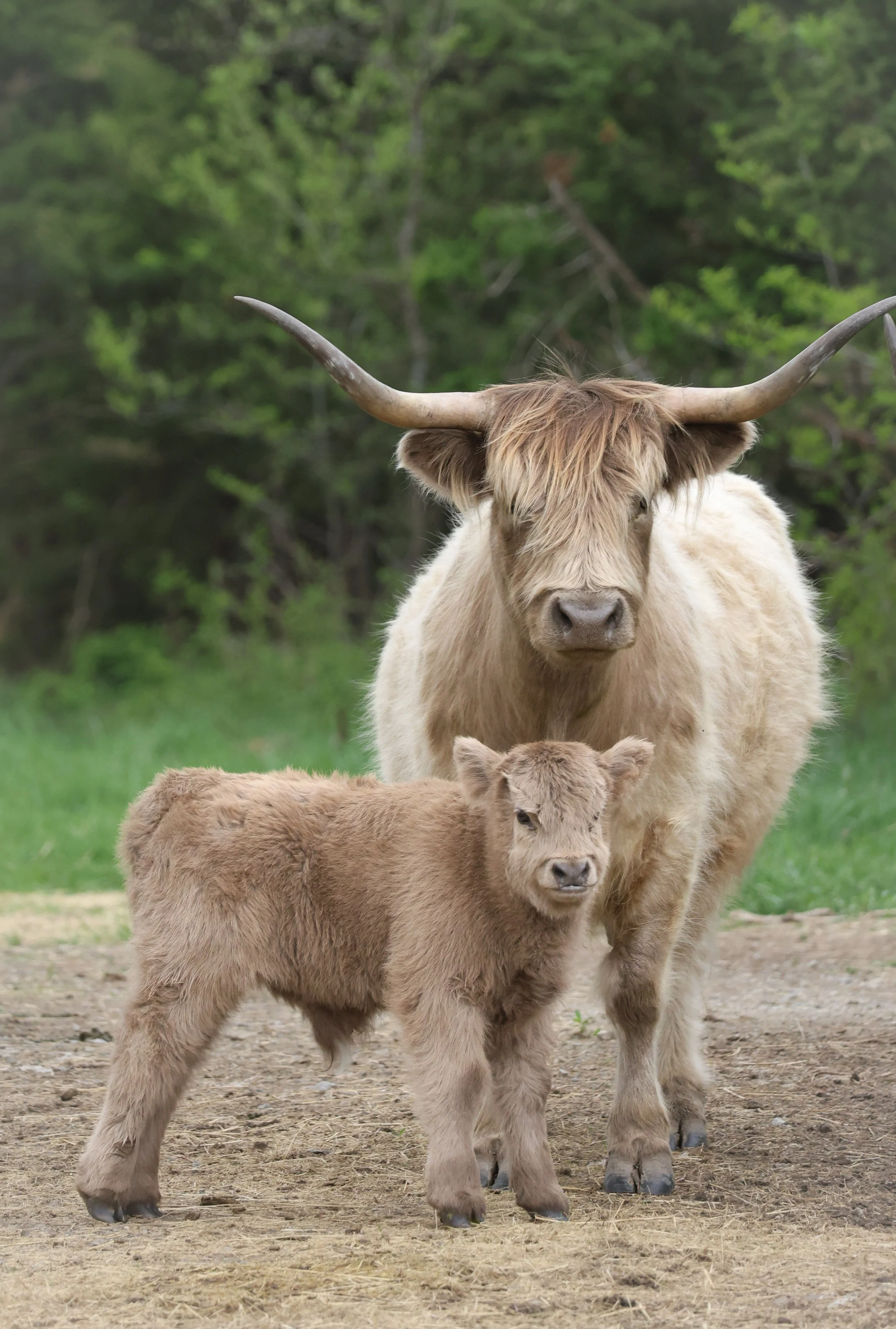 With her calf in front and that steady gaze behind, this Highland mother carried both softness and strength.