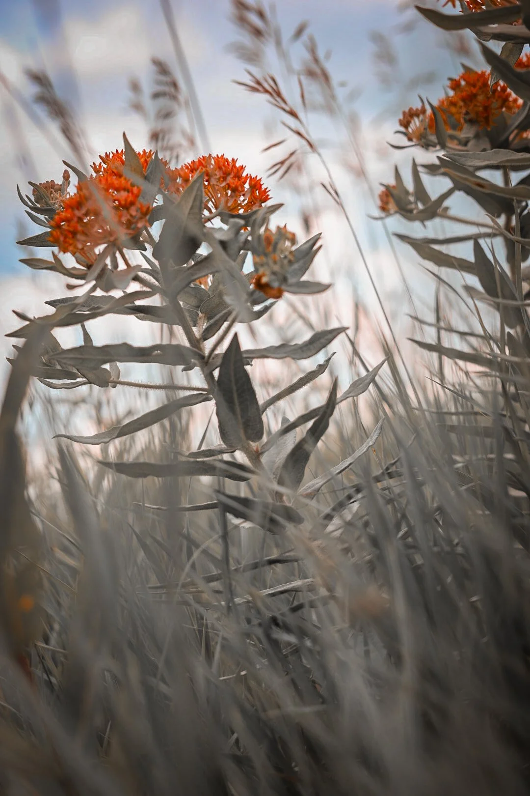 Among the prairie grass, this milkweed stands with a quiet strength and the subtle beauty of the land.