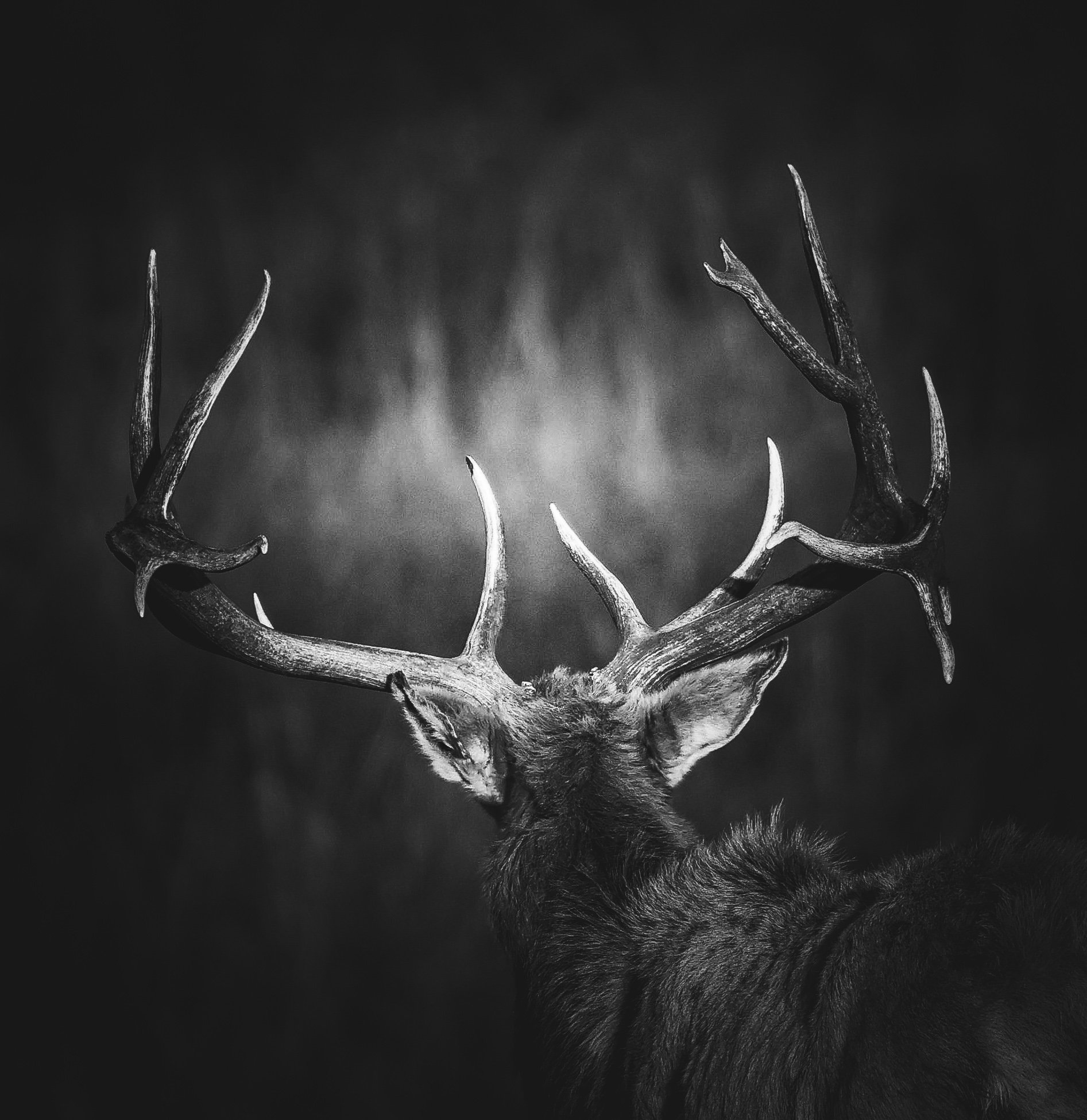 On the open prairie, this elk feels ancient, watchful, and full of quiet strength.