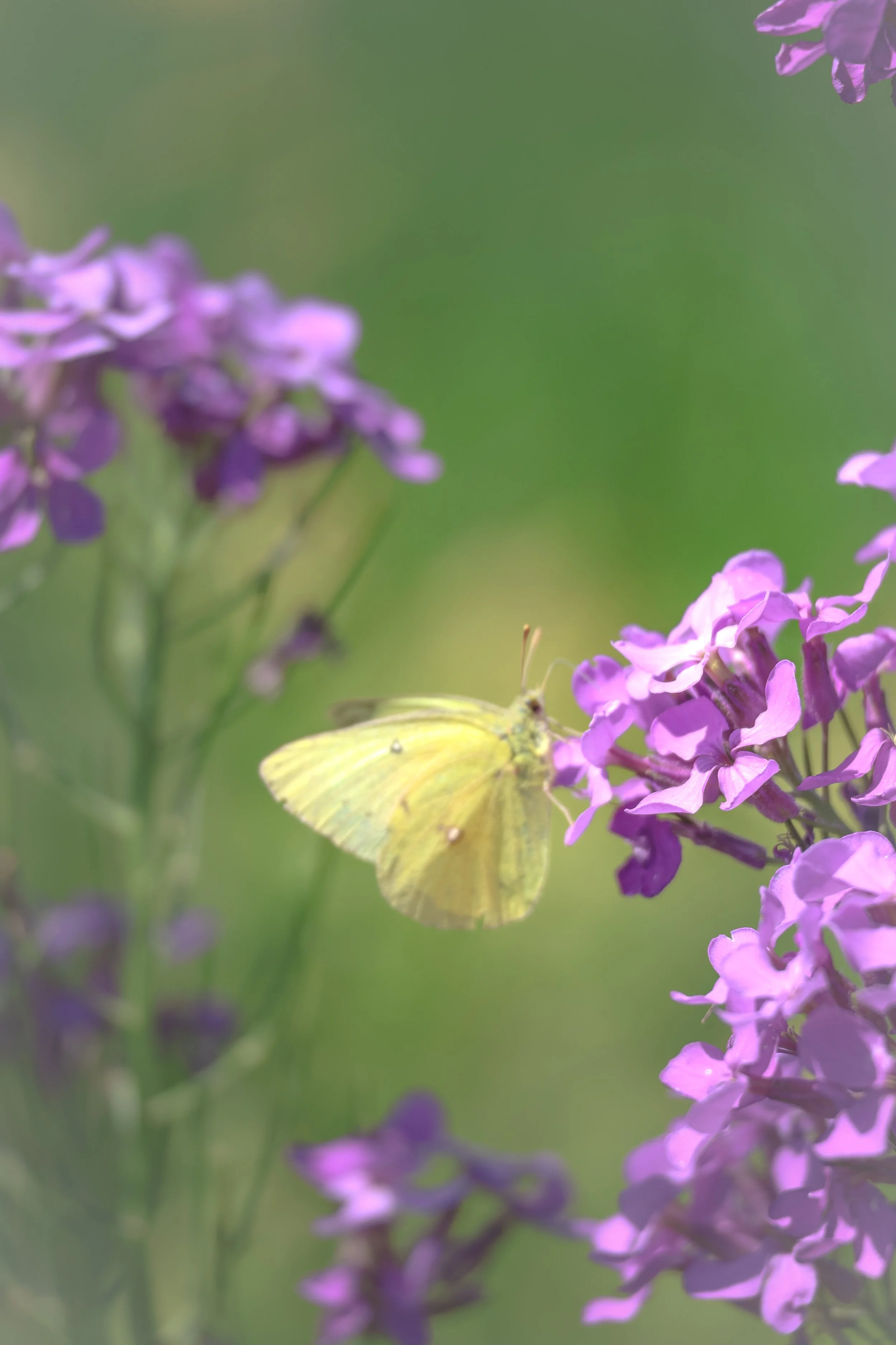 In a field full of wildflowers and butterflies, this quiet moment feels soft, fleeting, and full of grace.