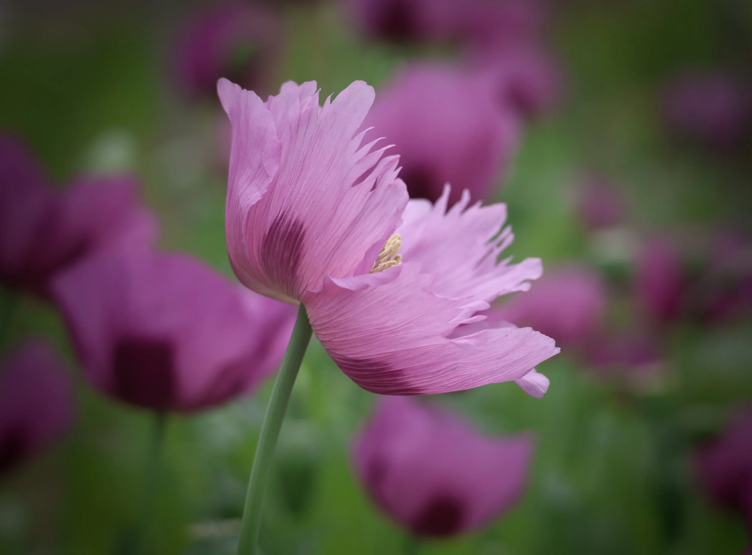 With its ruffled petals and quiet presence, this poppy feels both tender and radiant.