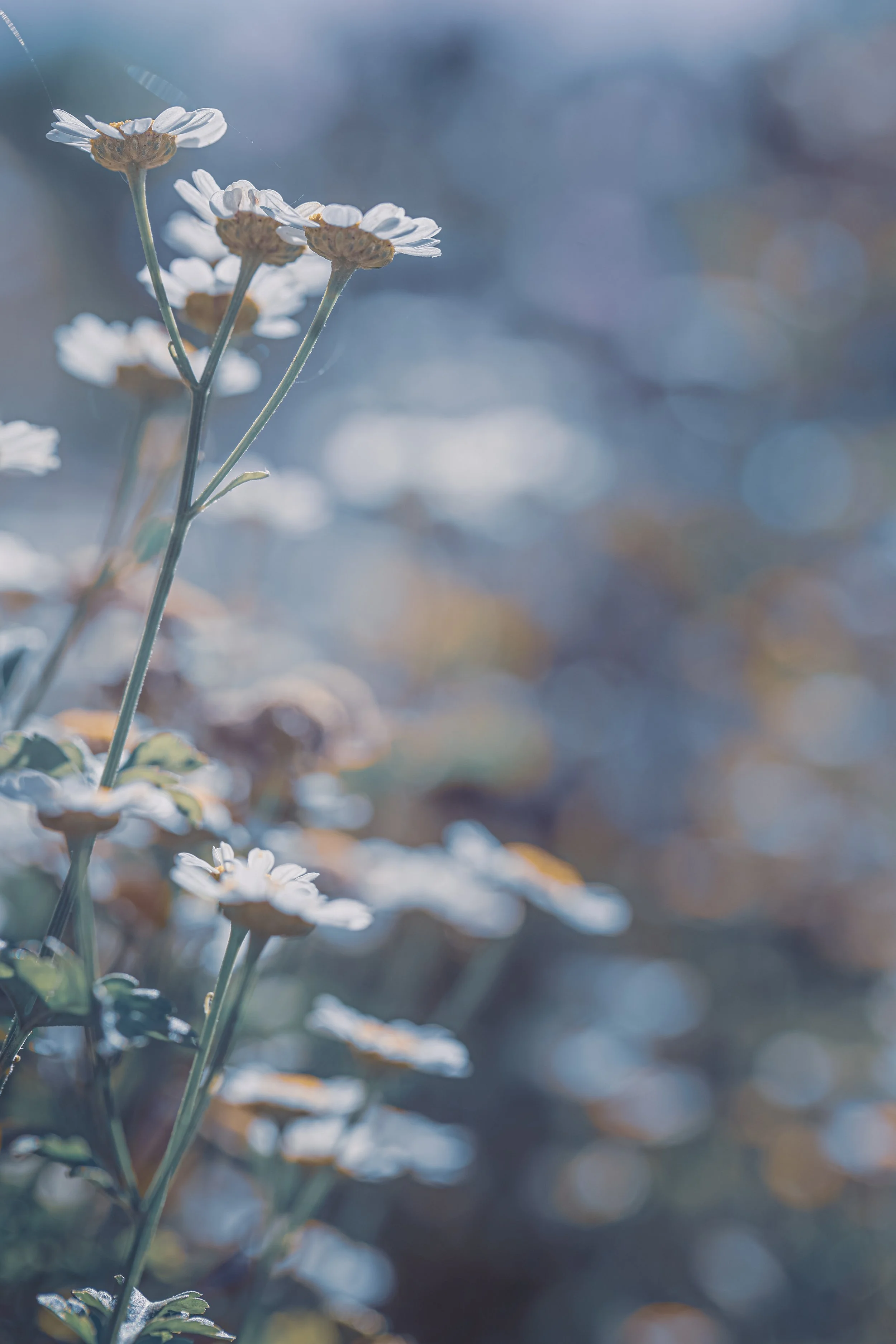 In the hush of soft morning light, these blooms open with a quiet and graceful beauty.