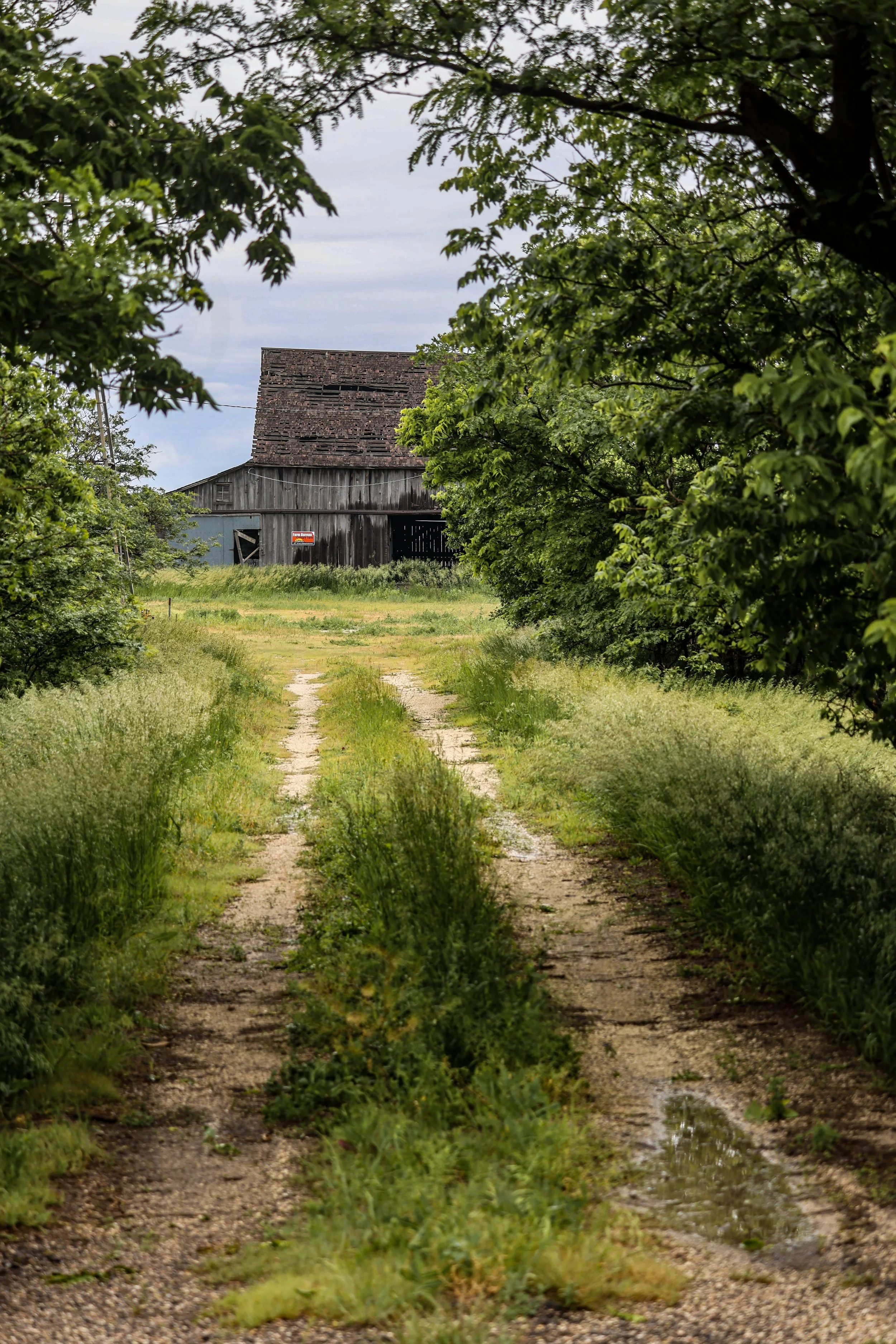 Tucked beyond a rain-soaked driveway and summer grass, this weathered barn feels like a quiet part of a rural homestead still, holding on to its story.