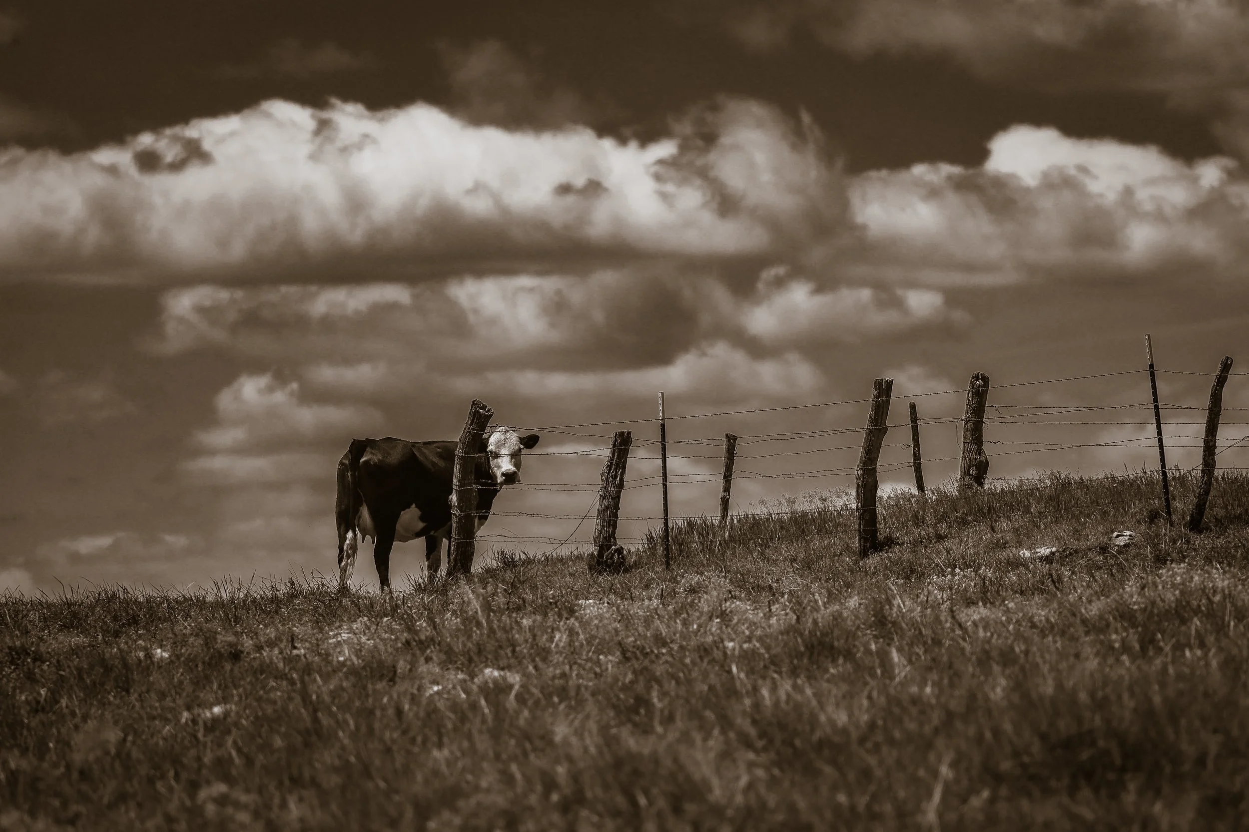 She paused along the fence line and looked back, as if the quiet of the pasture had noticed me too.
