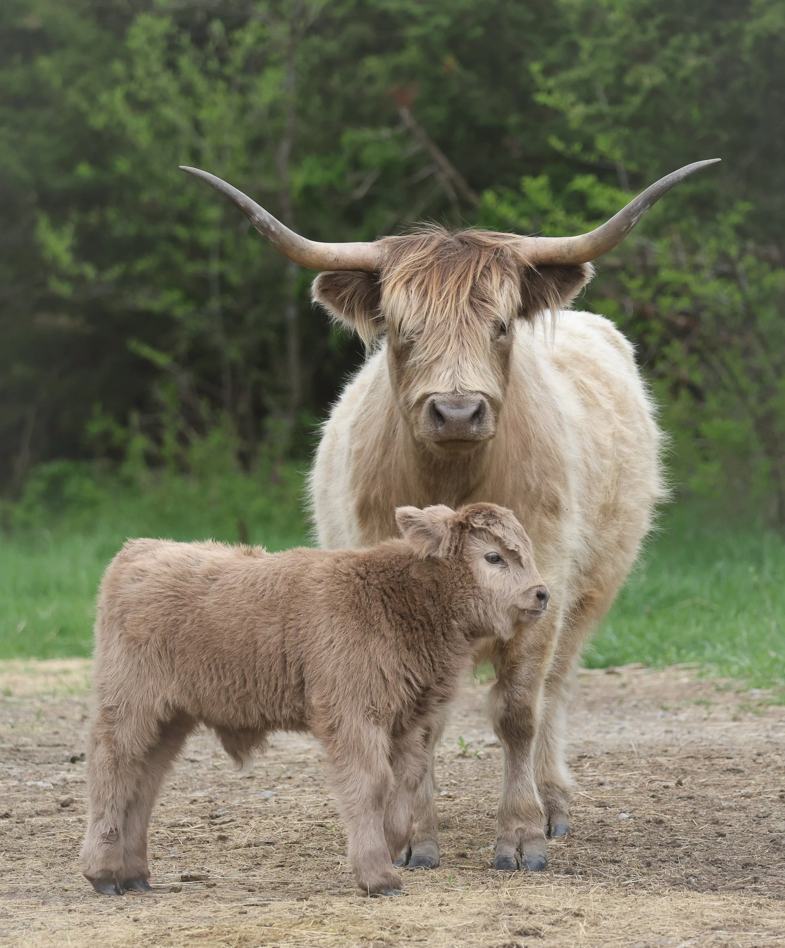 This Highland mother and calf carry both strength and softness in the same quiet moment.